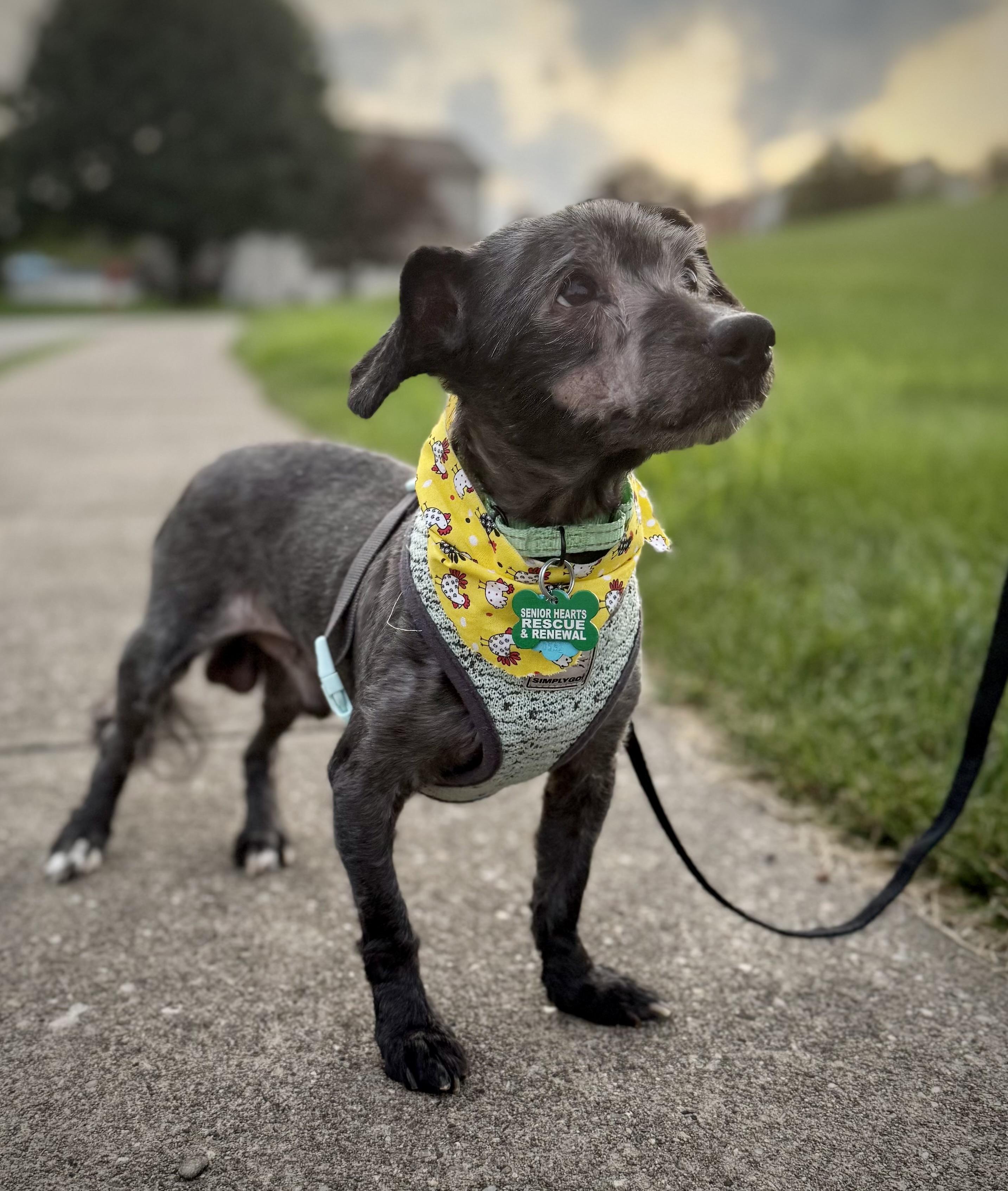 Sawyer, Adoptable, Senior Male Dachshund.