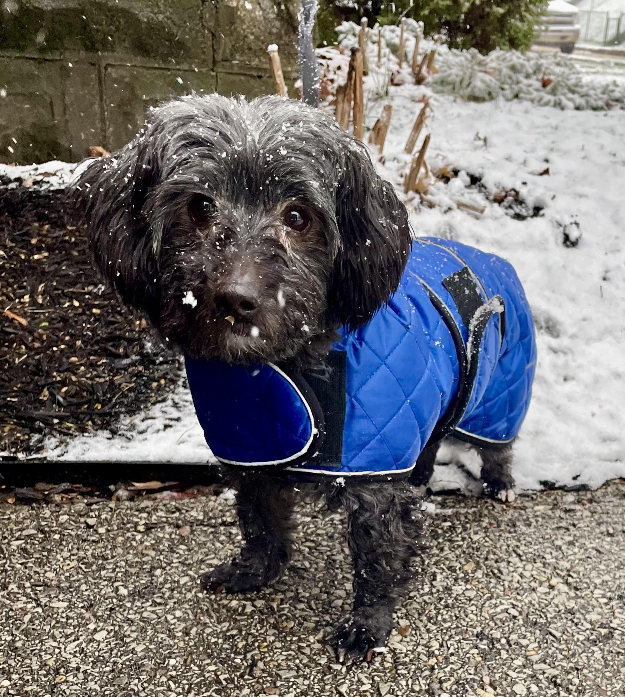 Enlarge Sawyer, a Adoptable mixed breed in Bradfordwoods, PA image 3/6