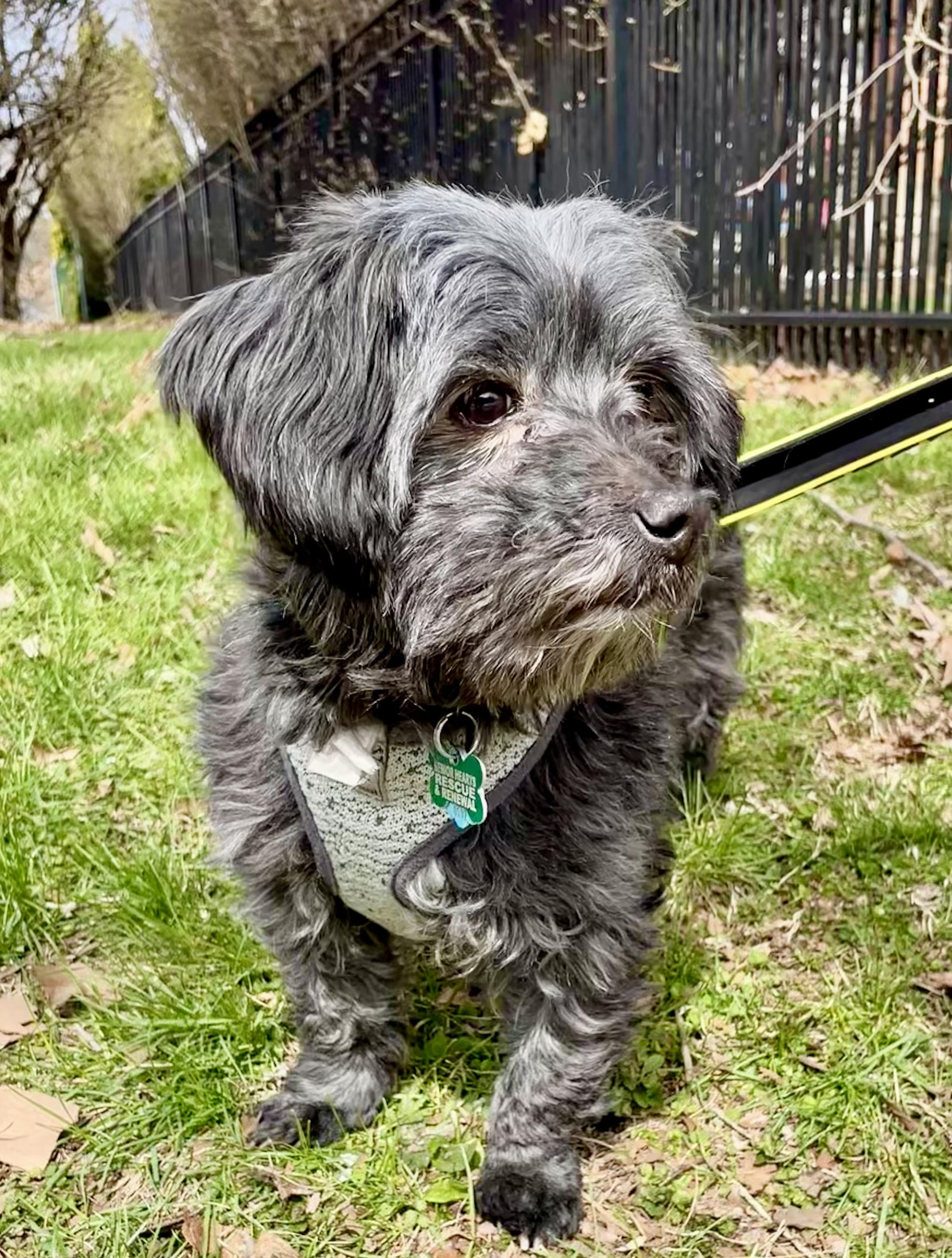 Enlarge Sawyer, a Adoptable mixed breed in Bradfordwoods, PA image 5/6