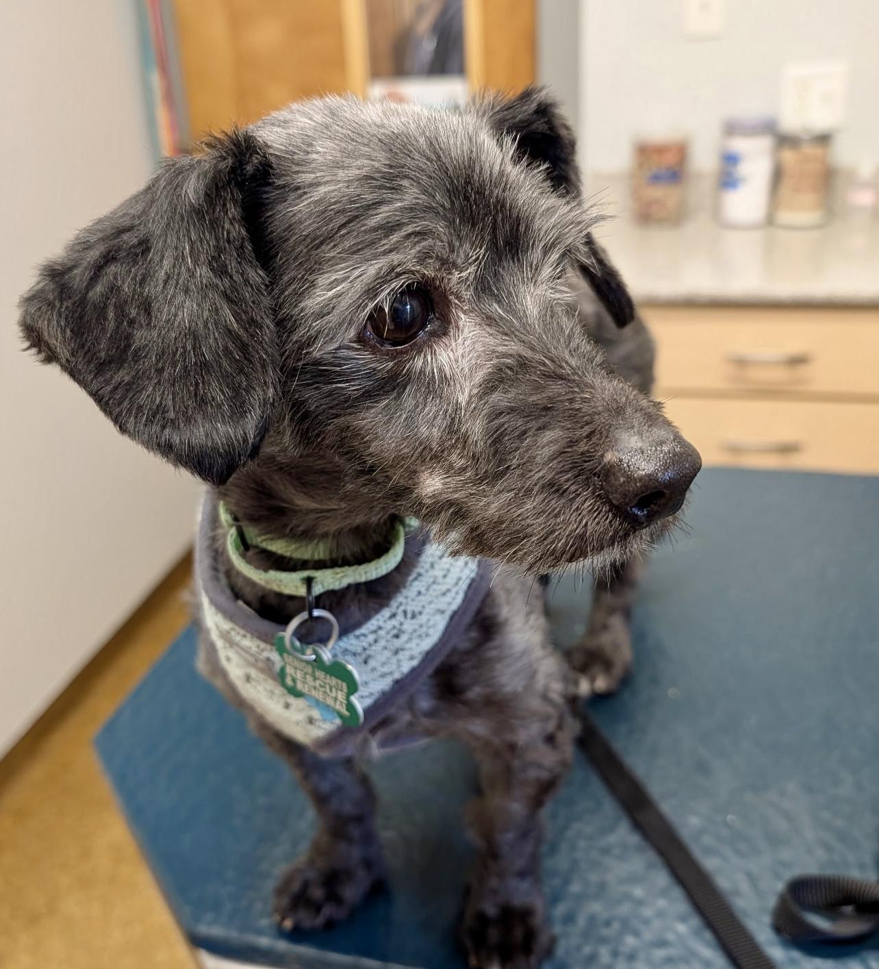 Sawyer, a Adoptable mixed breed in Bradfordwoods, PA image 2/4