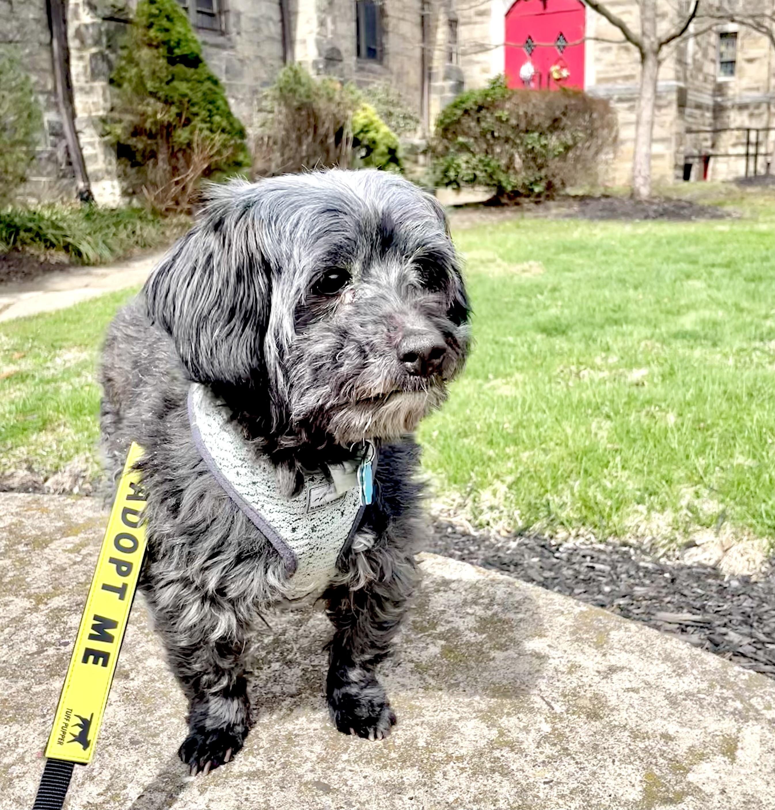 Enlarge Sawyer, a Adoptable mixed breed in Bradfordwoods, PA image 4/6