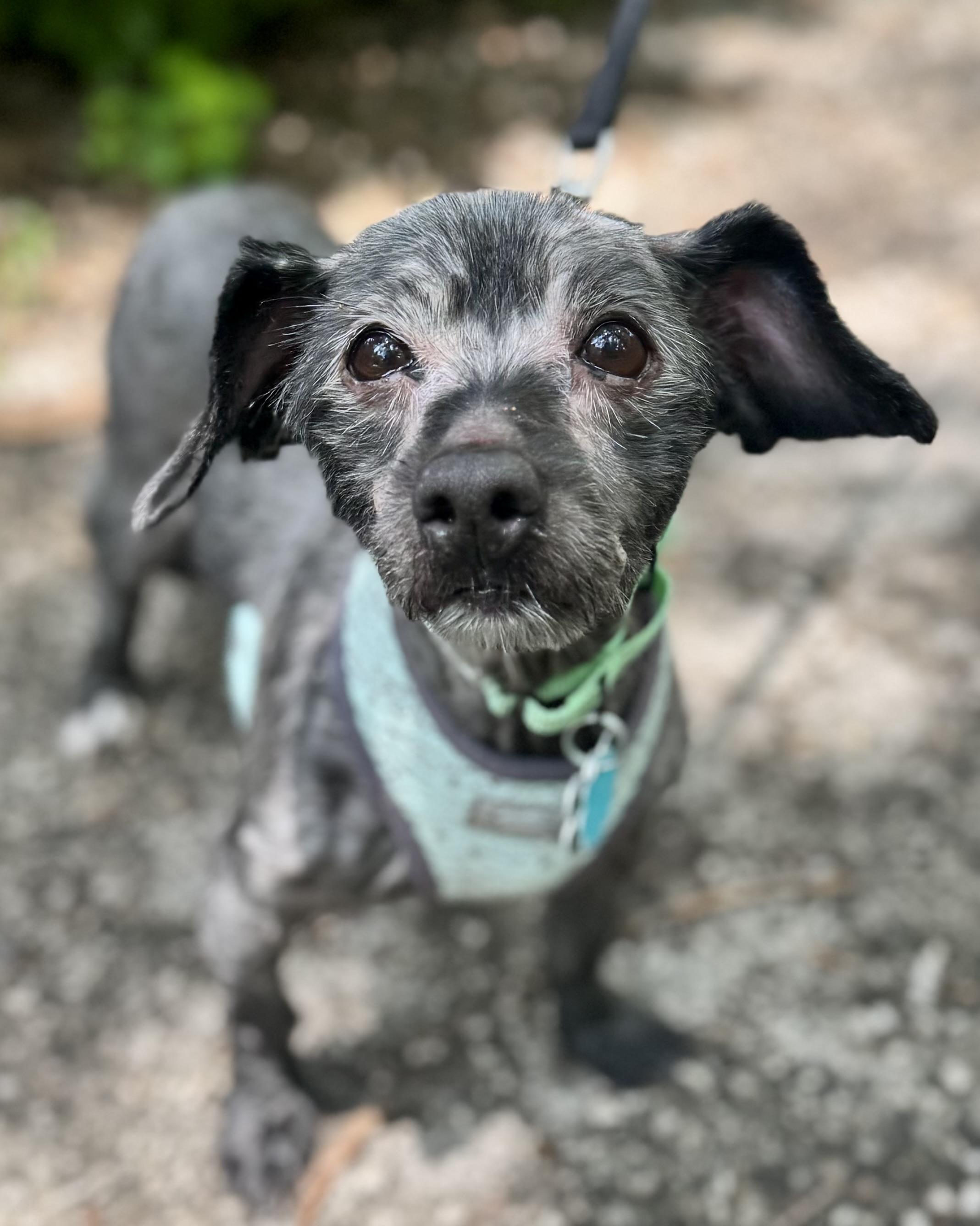 Sawyer, a Adoptable mixed breed in Bradfordwoods, PA image 3/4