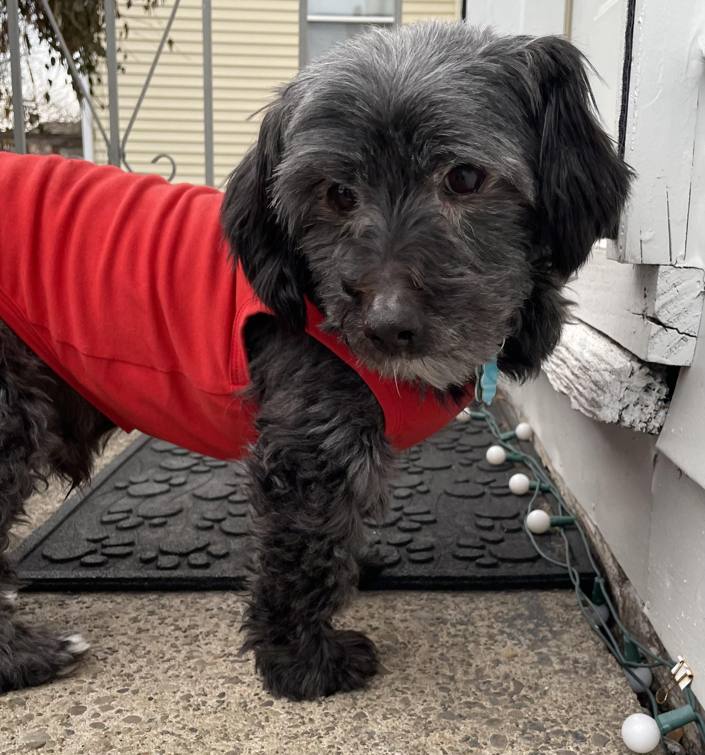 Sawyer, Adoptable, Senior Male Dachshund.