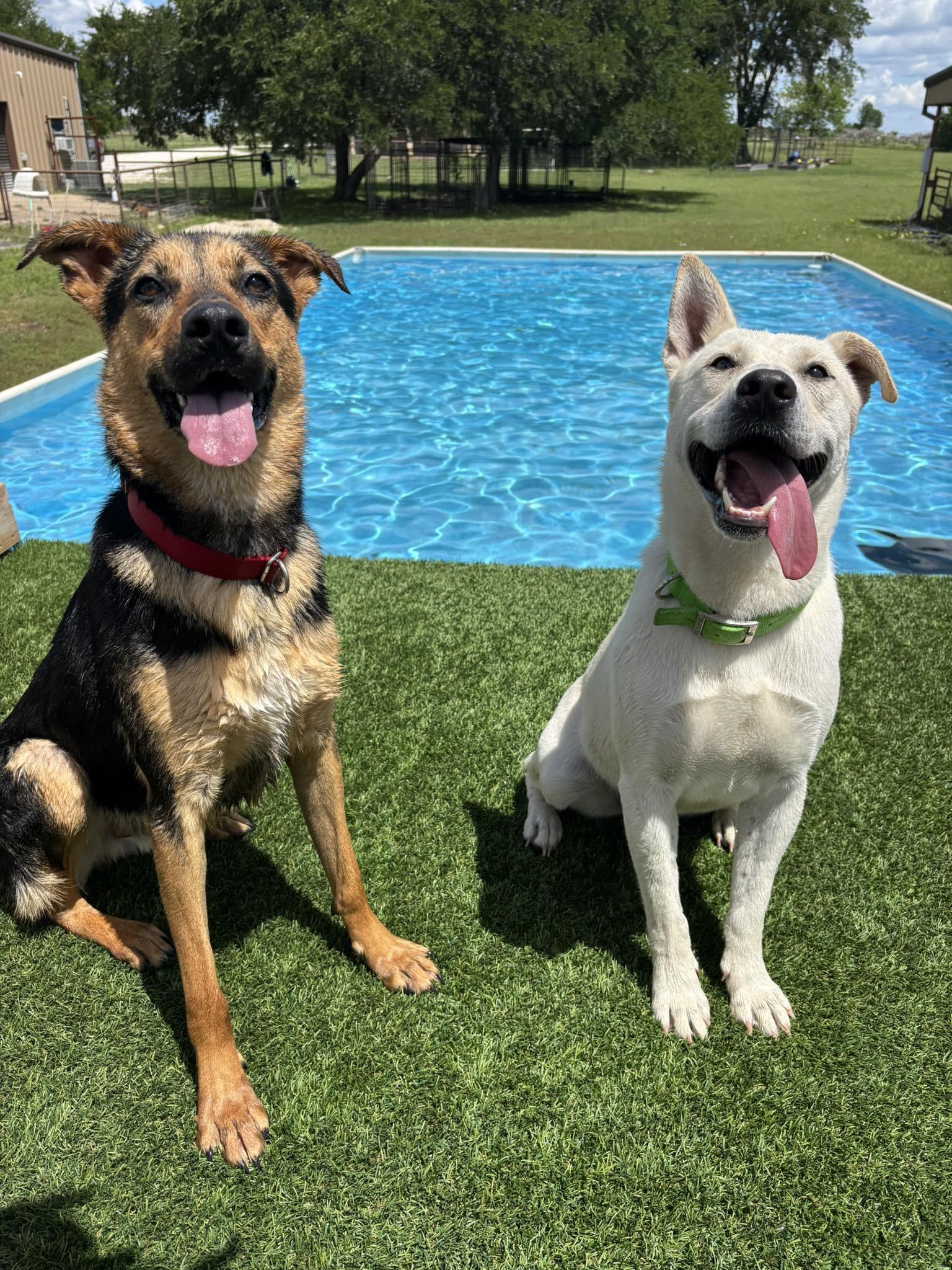 Cream, Adoptable, Adult Male Mixed Breed.