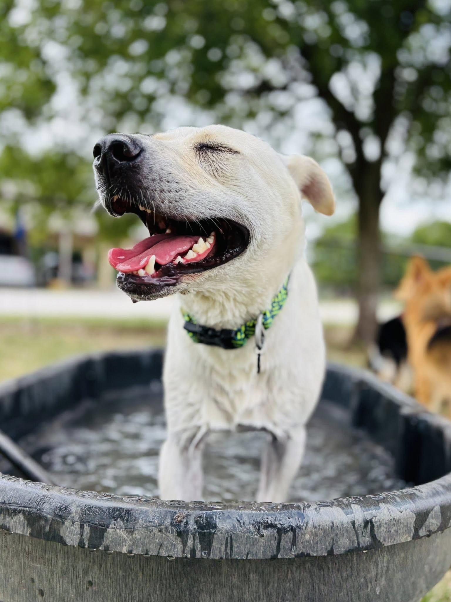 Enlarge Cream, a Adoptable Mixed Breed in Gatesville, TX image 3/5