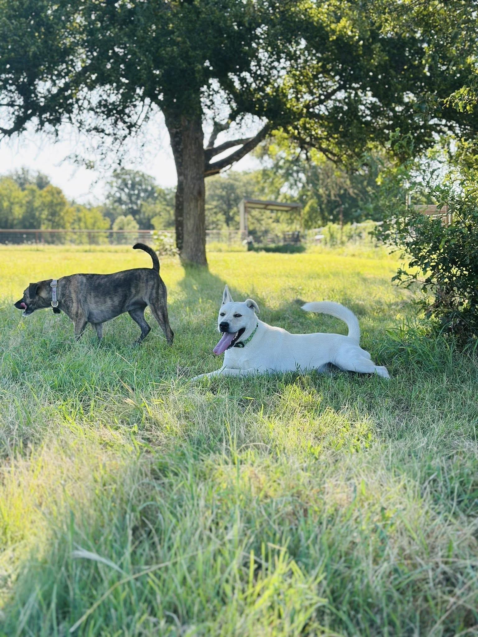 Enlarge Cream, a Adoptable Mixed Breed in Gatesville, TX image 4/5