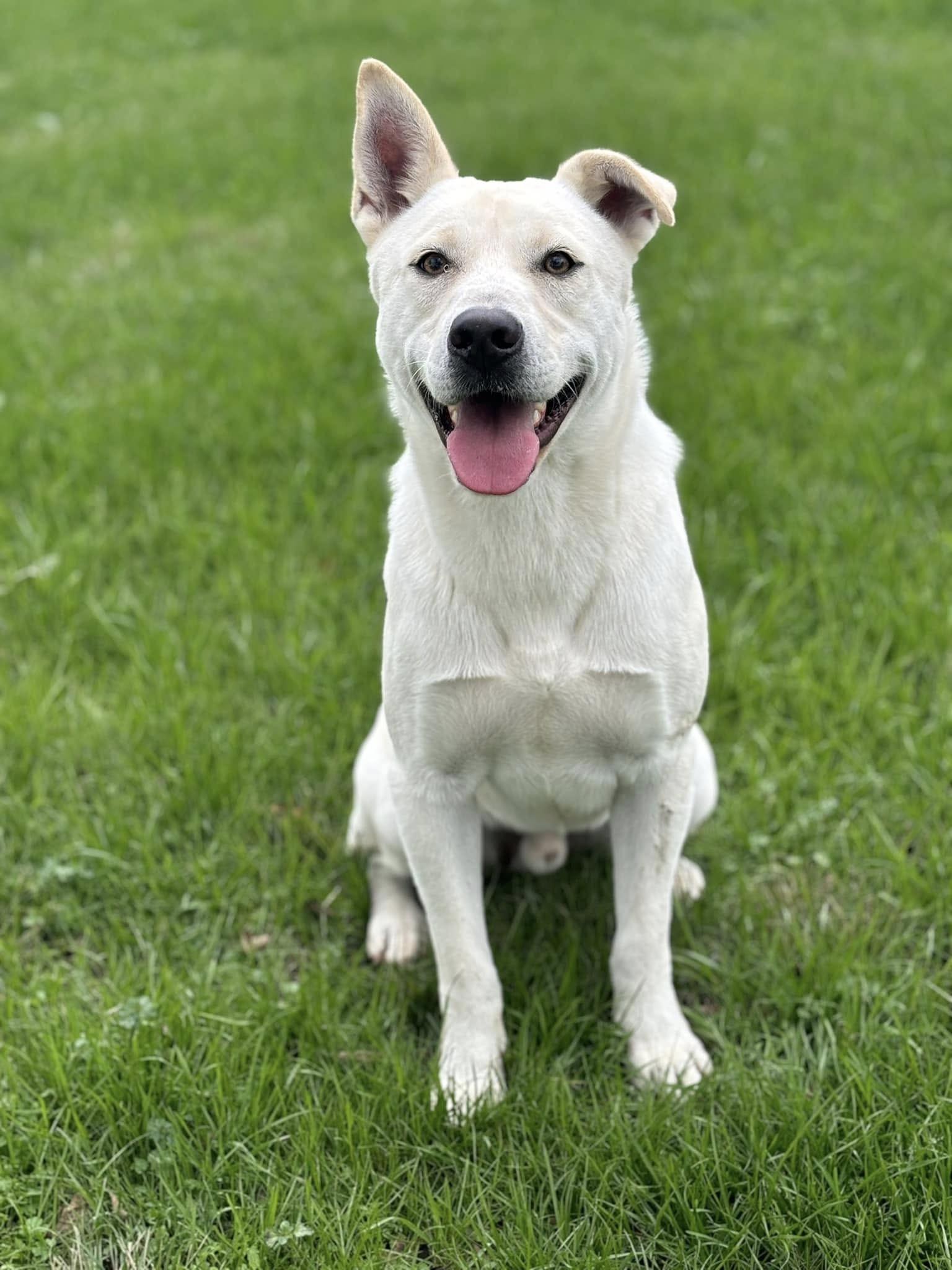 Enlarge Cream, a Adoptable Mixed Breed in Gatesville, TX image 5/5