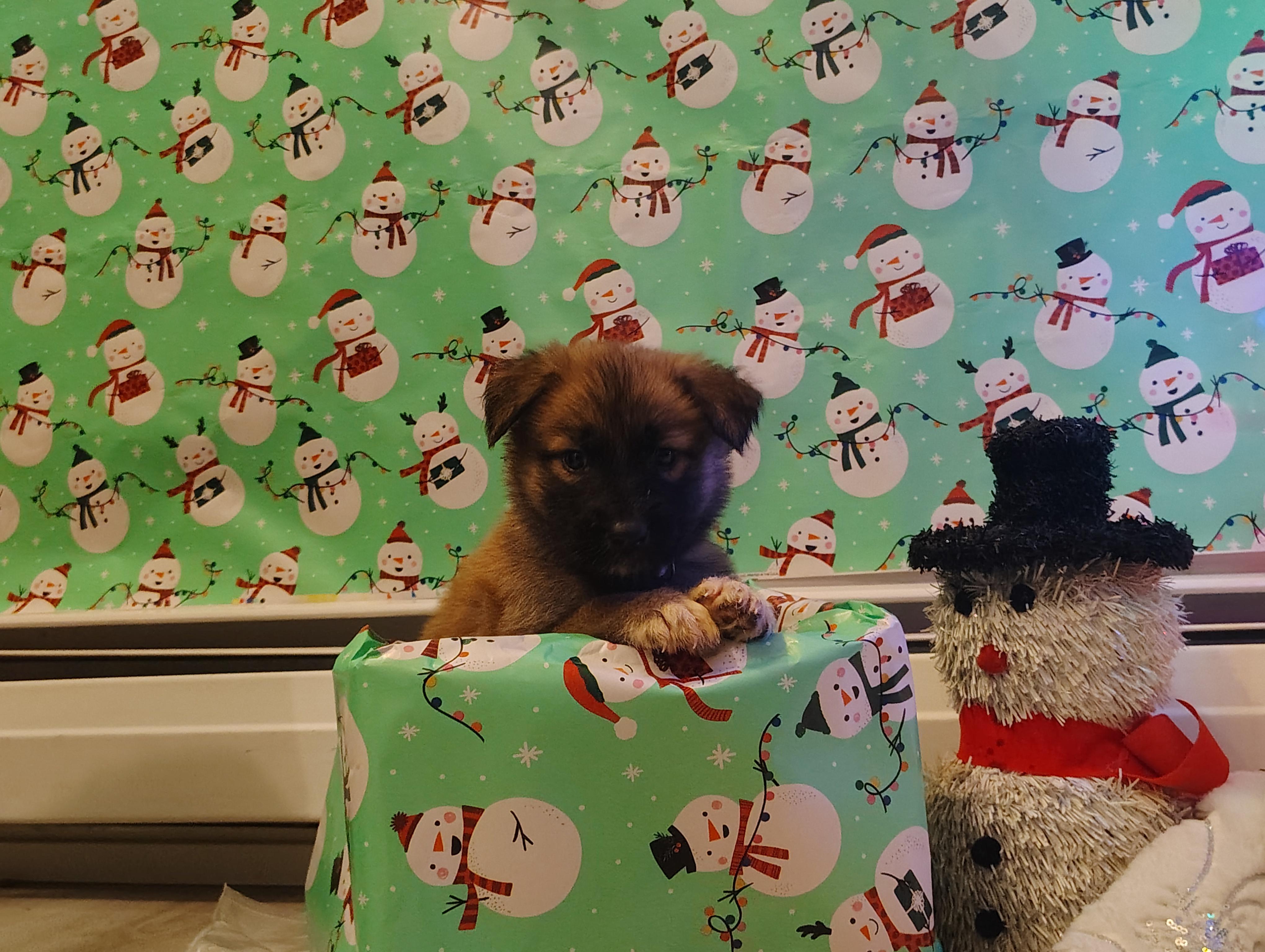 Tiana, adopted, Puppy Female German Shepherd Dog & Husky.