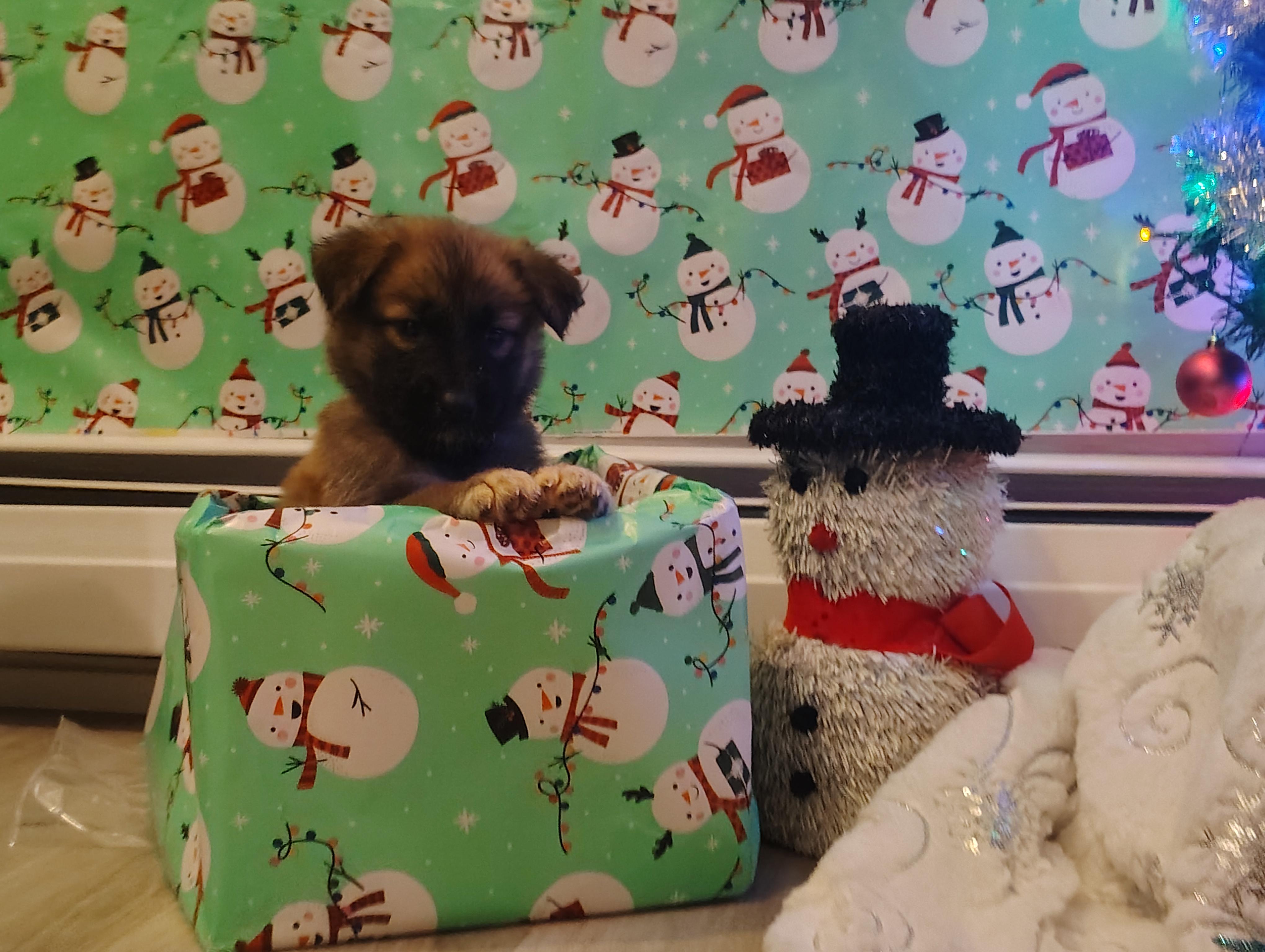 Enlarge Tiana, an adopted mixed breed in Salem, VA image 2/4