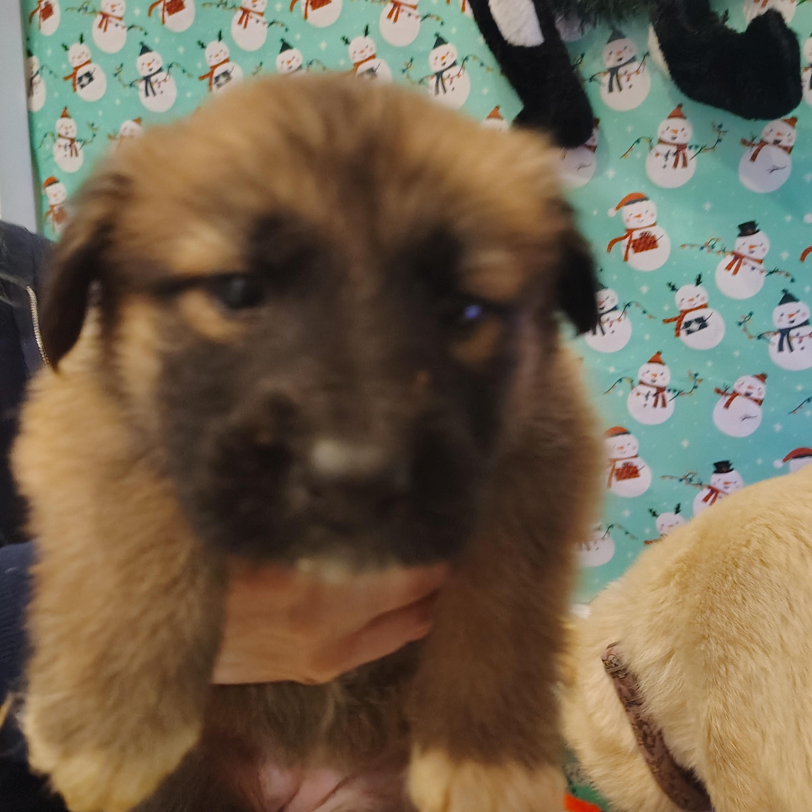 Enlarge Tiana, an adopted mixed breed in Salem, VA image 3/4