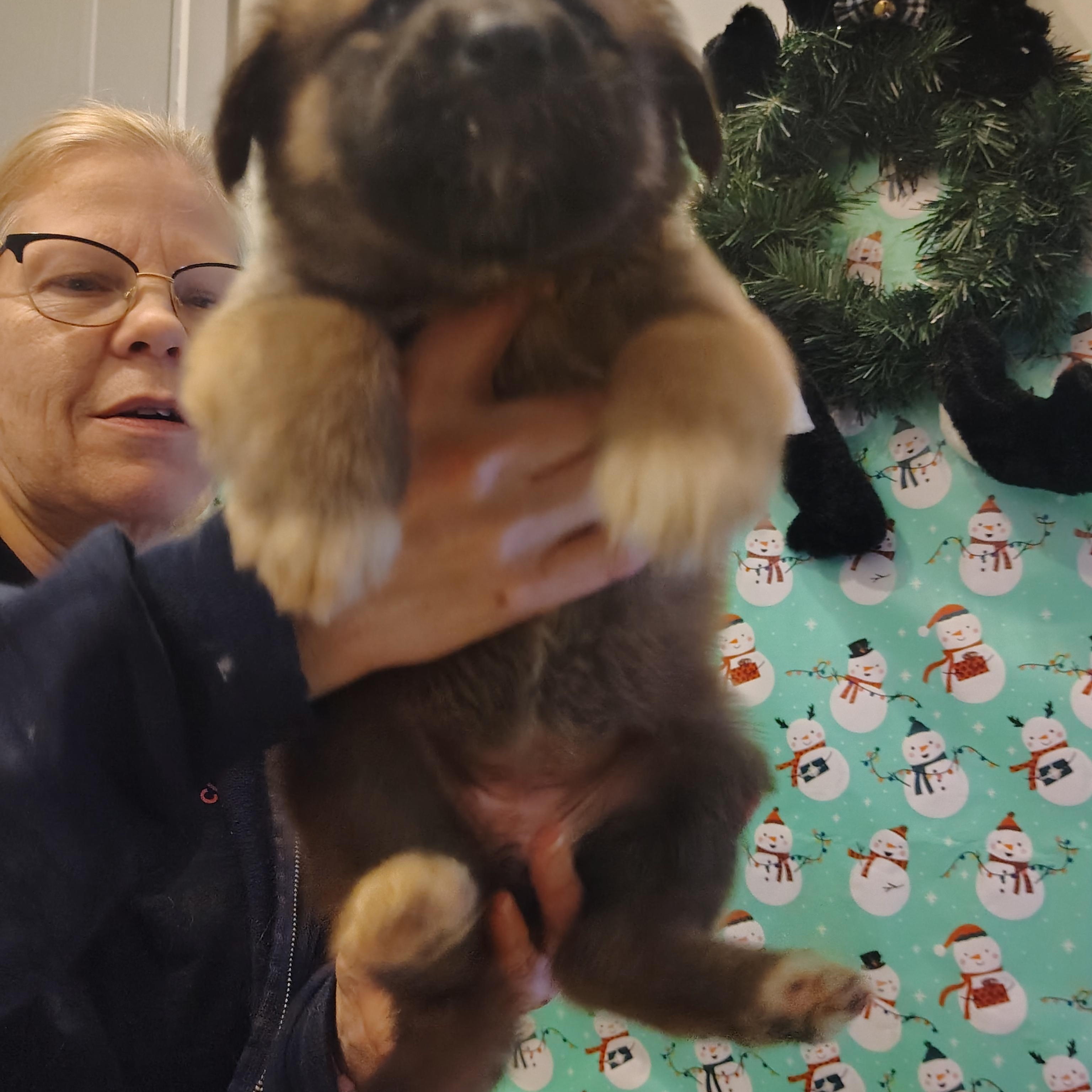 Enlarge Tiana, an adopted mixed breed in Salem, VA image 4/4