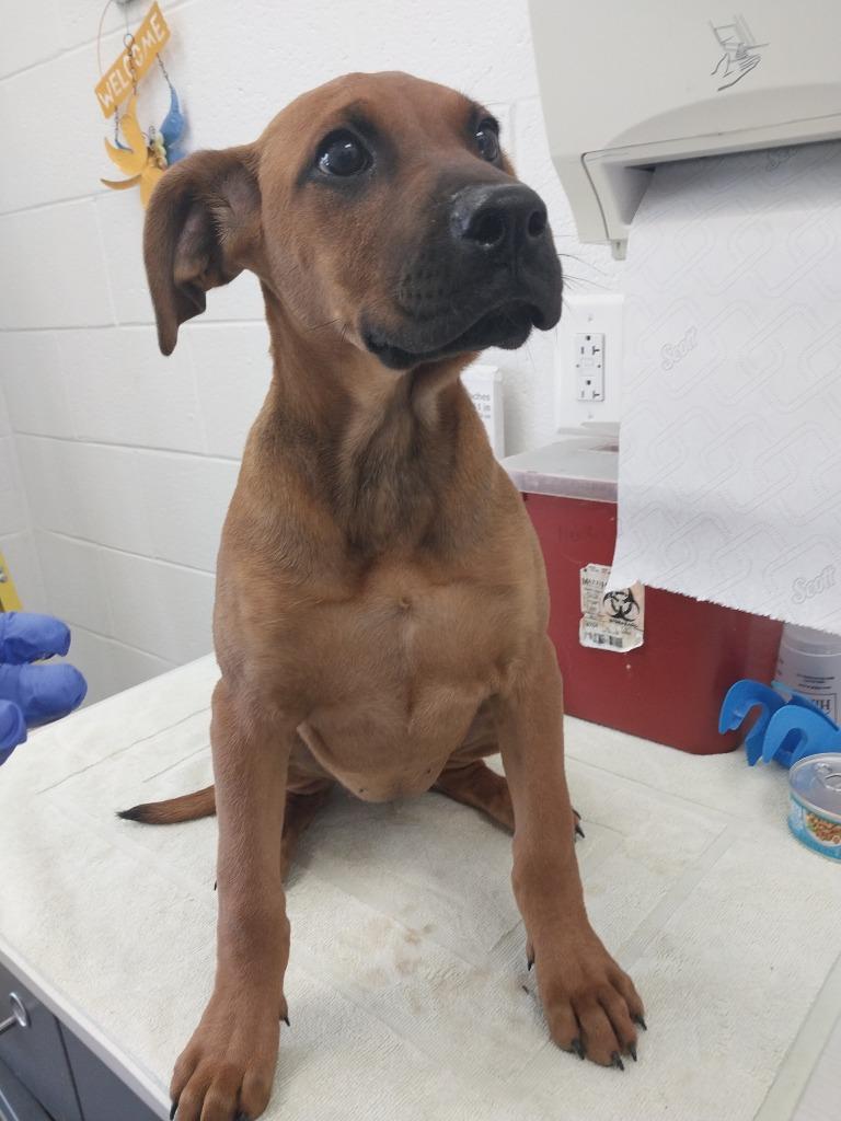 Enlarge Serenity, a Adoptable mixed breed in Oxford, NC image 1/1