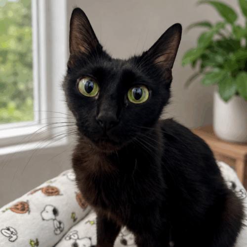 Riley, Adoptable, Young Female Domestic Medium Hair.