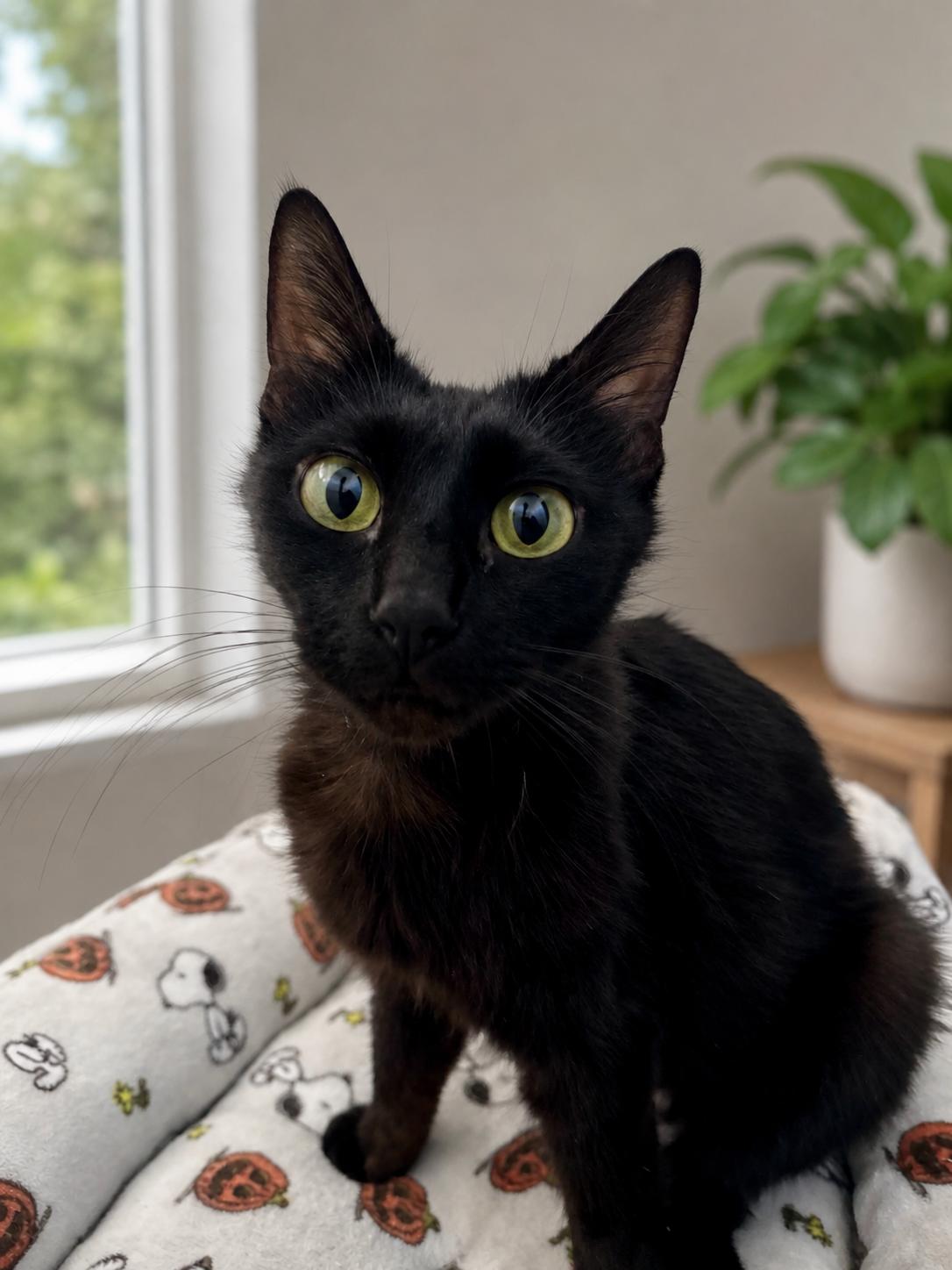 Riley, Adoptable, Young Female Domestic Medium Hair.