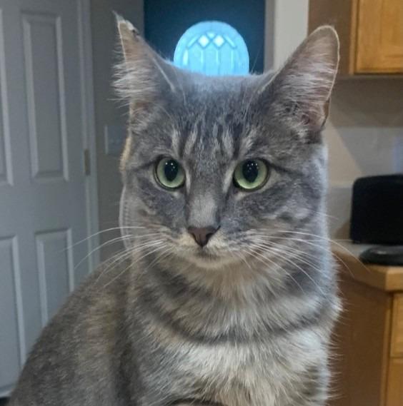 Polly, Adoptable, Young Female Domestic Short Hair.