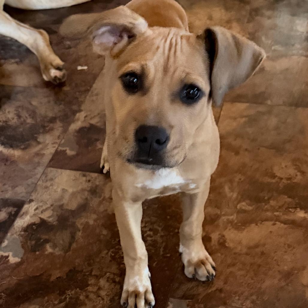 Enlarge Peaches, a Adoptable mixed breed in Northville, MI image 1/4