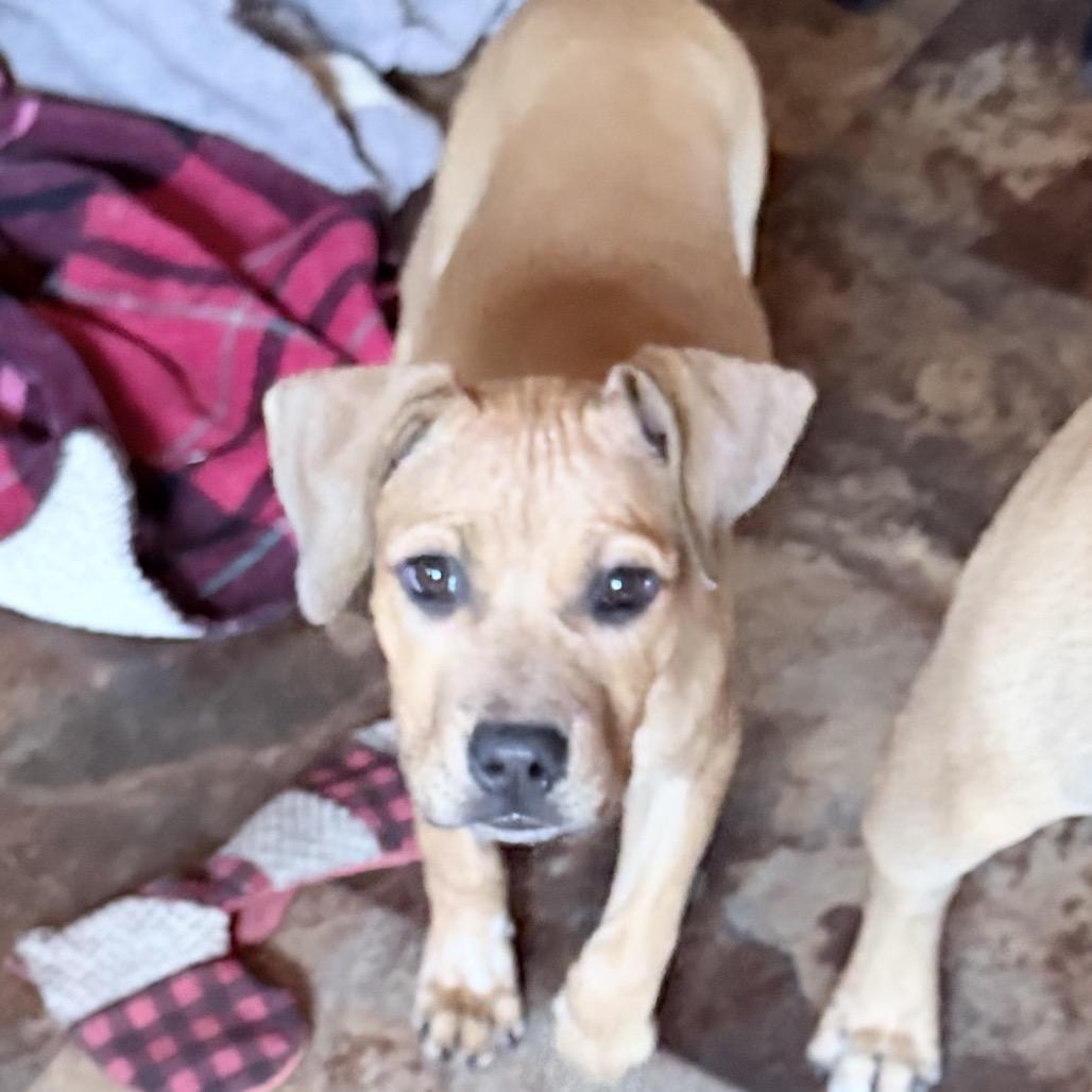 Enlarge Peaches, a Adoptable mixed breed in Northville, MI image 2/4