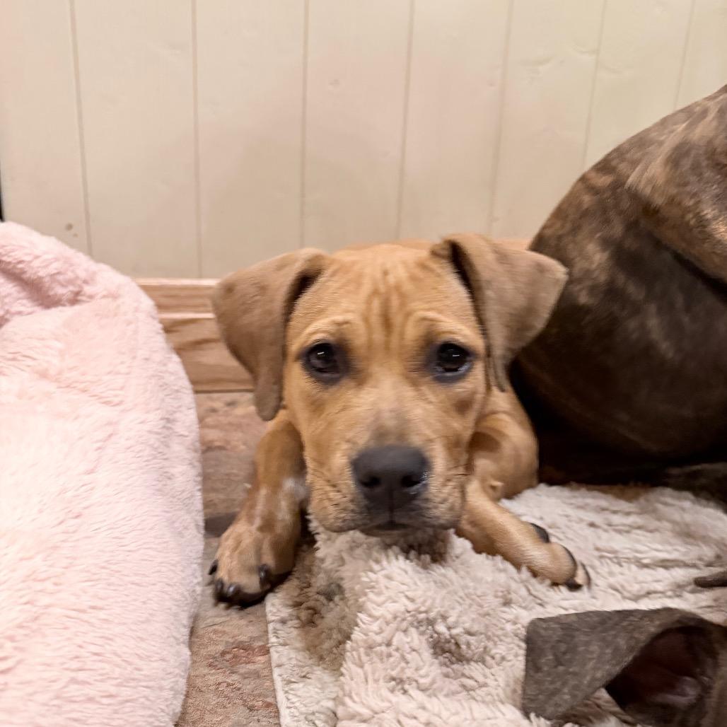 Enlarge Peaches, a Adoptable mixed breed in Northville, MI image 3/4