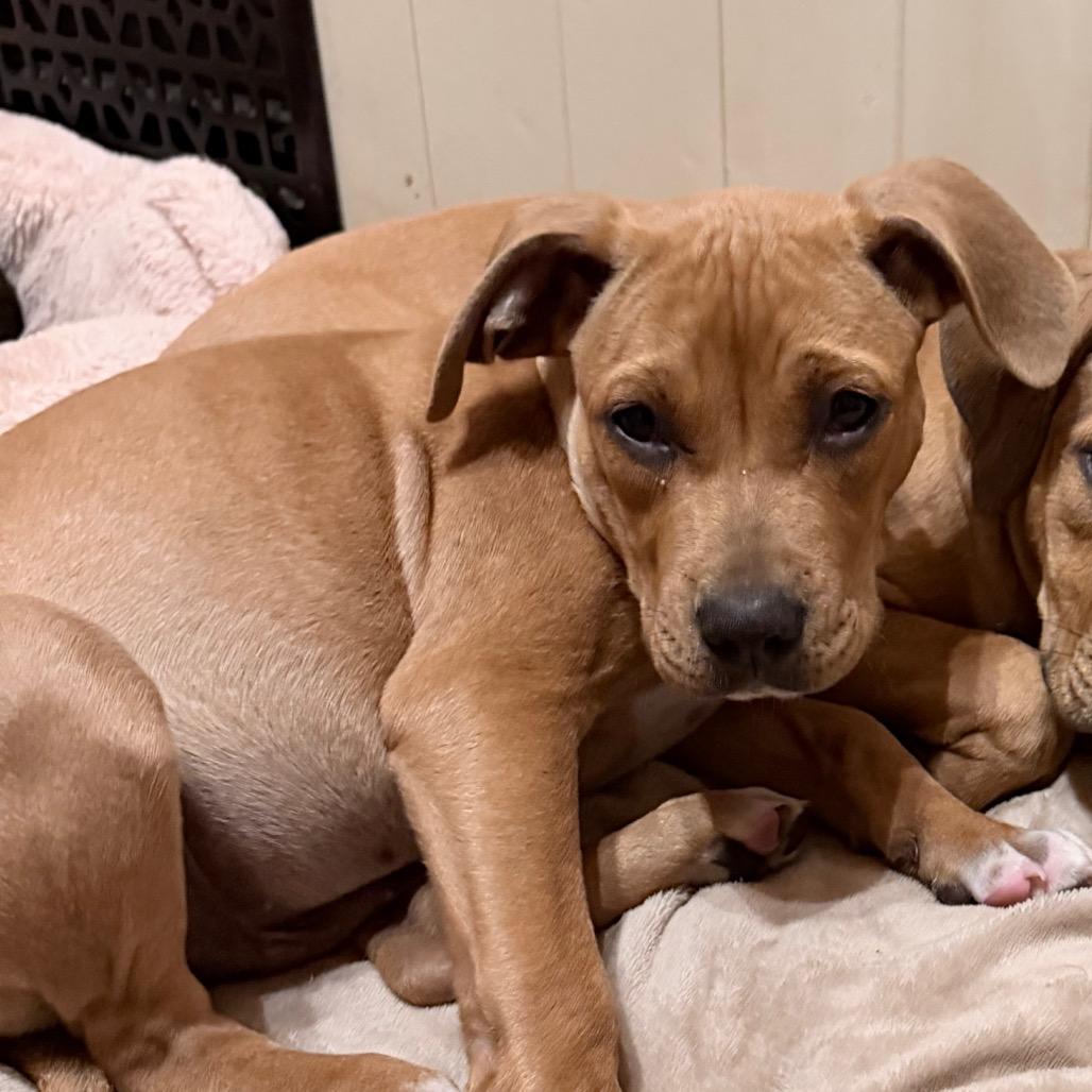 Enlarge Peaches, a Adoptable mixed breed in Northville, MI image 4/4