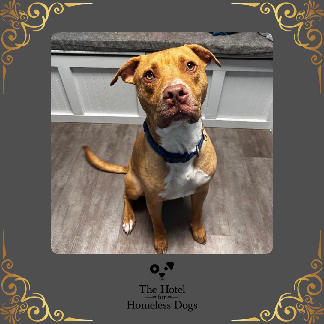 Charlie, a Adoptable mixed breed in Cumberland, RI image 1/6