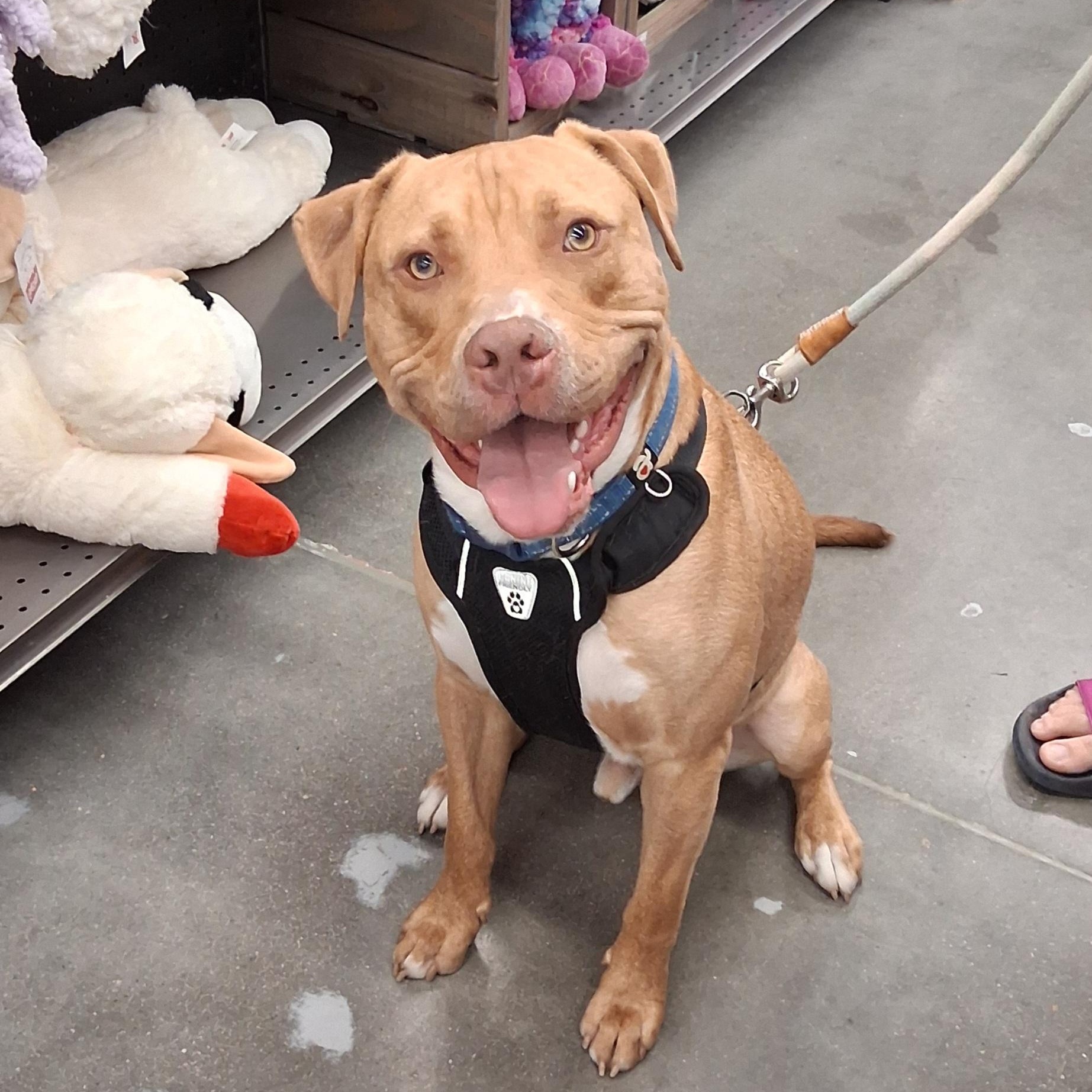 Charlie, a Adoptable mixed breed in Cumberland, RI image 4/6