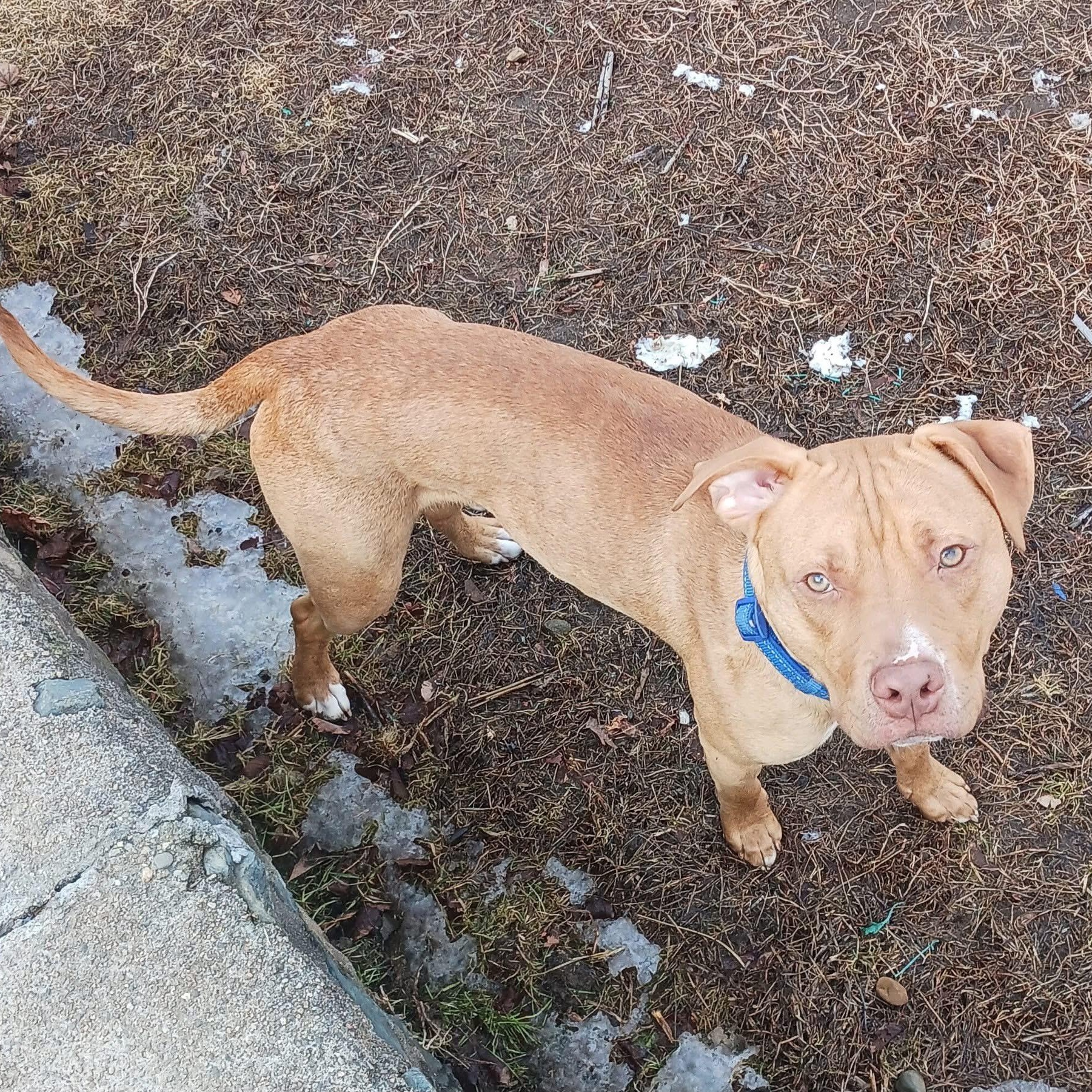 Charlie, a Adoptable mixed breed in Cumberland, RI image 3/6