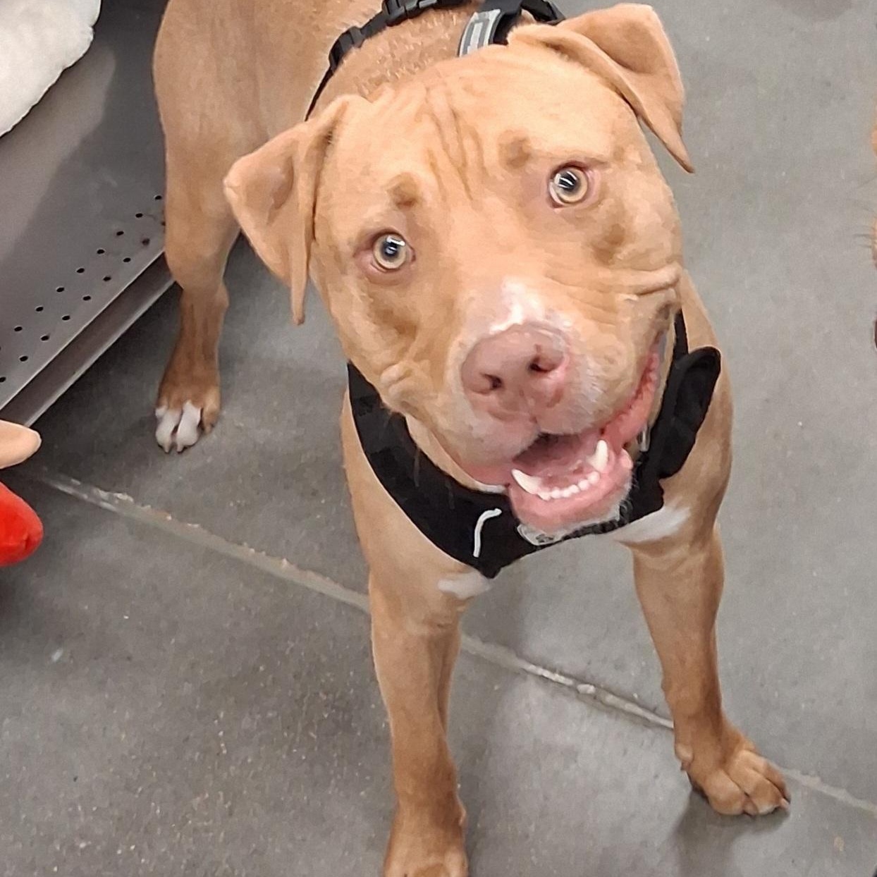 Charlie, a Adoptable mixed breed in Cumberland, RI image 5/6