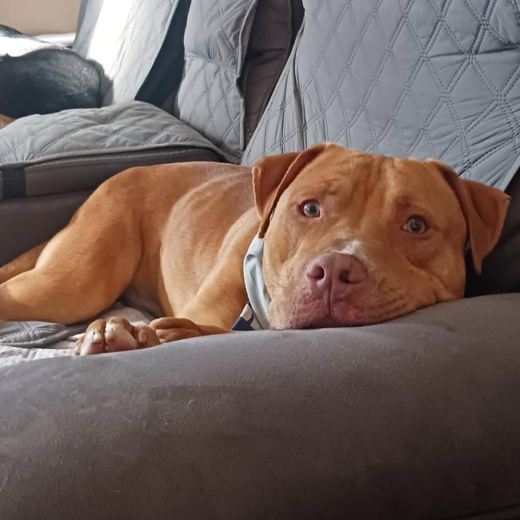 Charlie, a Adoptable mixed breed in Cumberland, RI image 2/6