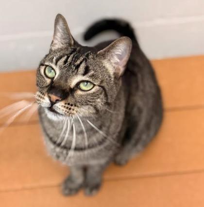 Man Man, Adoptable, Adult Male Domestic Short Hair & Domestic Short Hair.