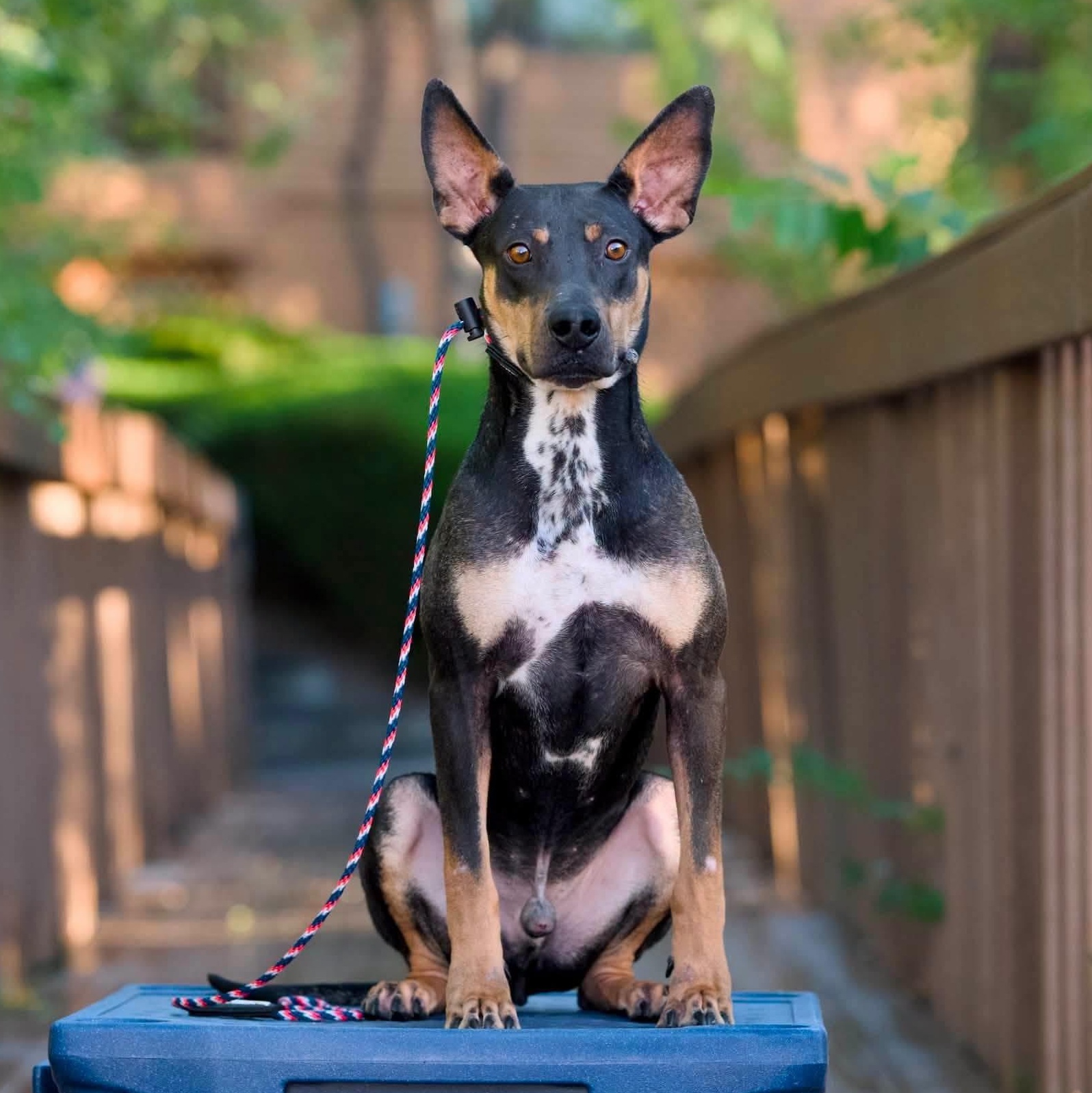 Enlarge Neo, a ADOPTABLE Mixed Breed in Chino valley, AZ image 2/3