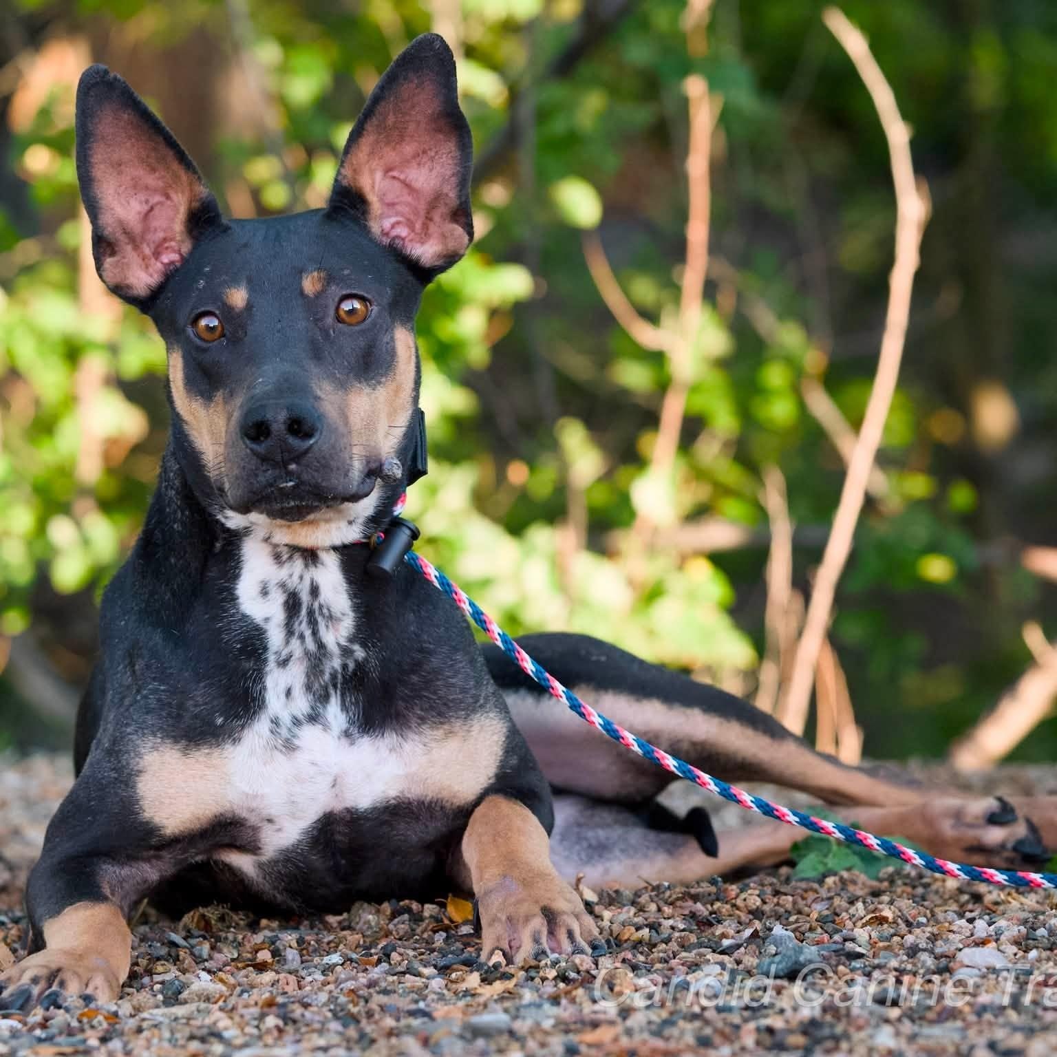 Enlarge Neo, a ADOPTABLE Mixed Breed in Chino valley, AZ image 1/3