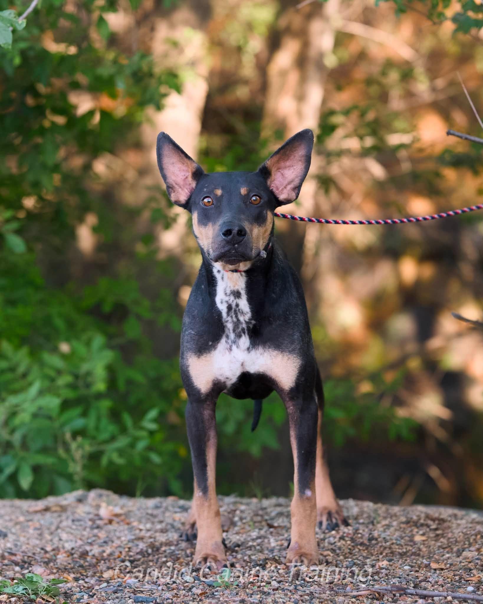 Enlarge Neo, a ADOPTABLE Mixed Breed in Chino valley, AZ image 3/3