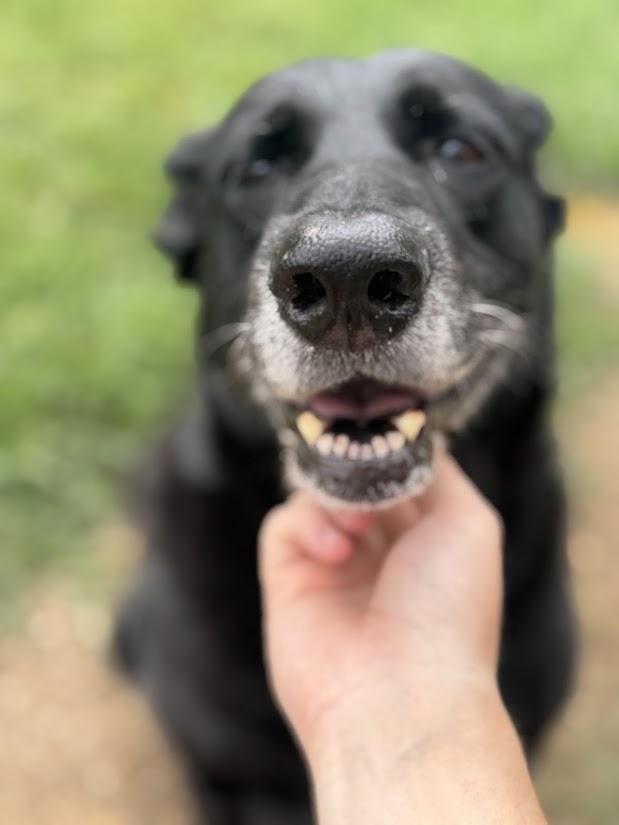 Cassidy, Adoptable, Senior Female Black Labrador Retriever.