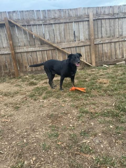 Cassidy, a Adoptable Black Labrador Retriever in Greeneville, TN image 2/5