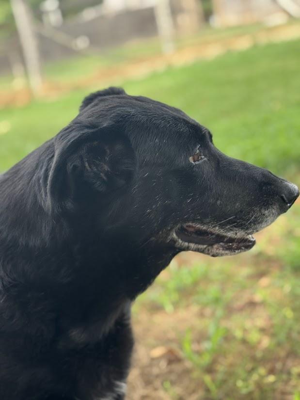 Cassidy, a Adoptable Black Labrador Retriever in Greeneville, TN image 3/5