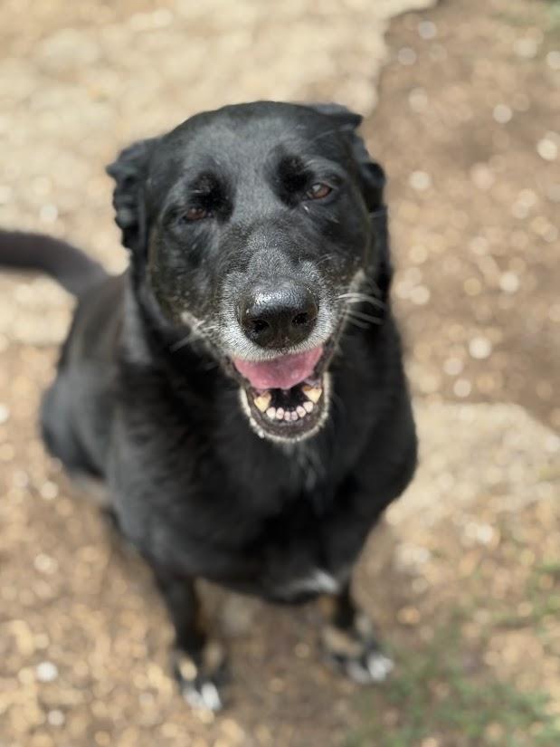 Cassidy, a Adoptable Black Labrador Retriever in Greeneville, TN image 4/5