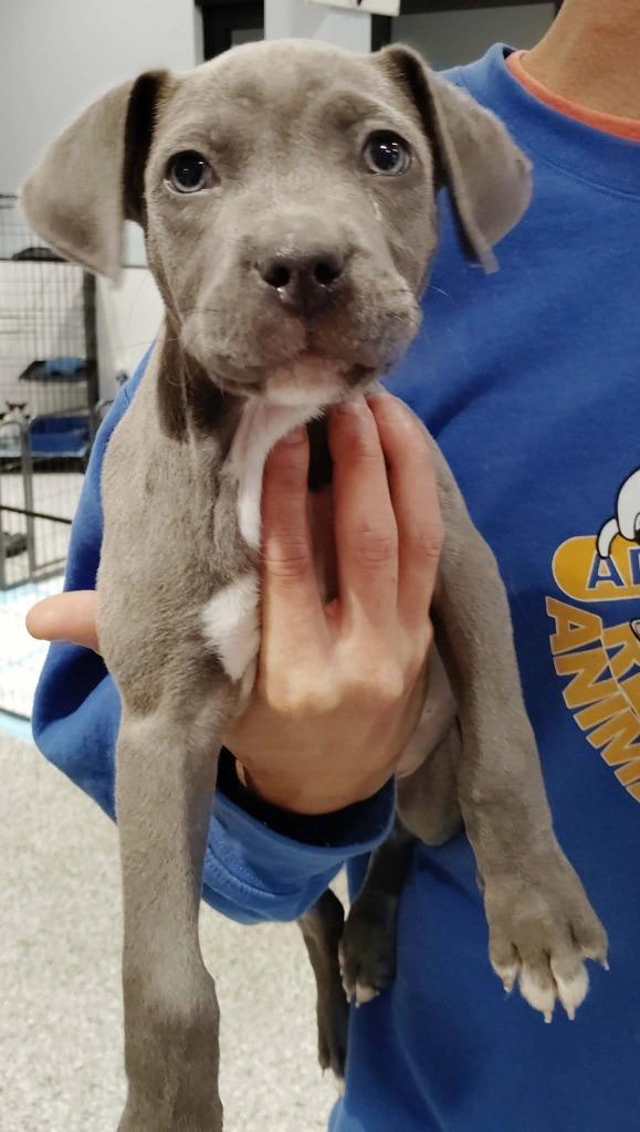 Bugz, Adoptable, Puppy Male Pit Bull Terrier & Weimaraner.