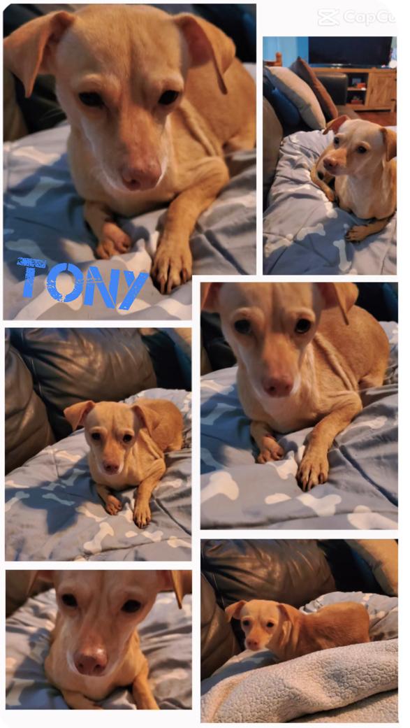 Tony