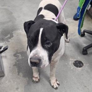 Big Boy, ADOPTABLE, Adult Male Boerboel.