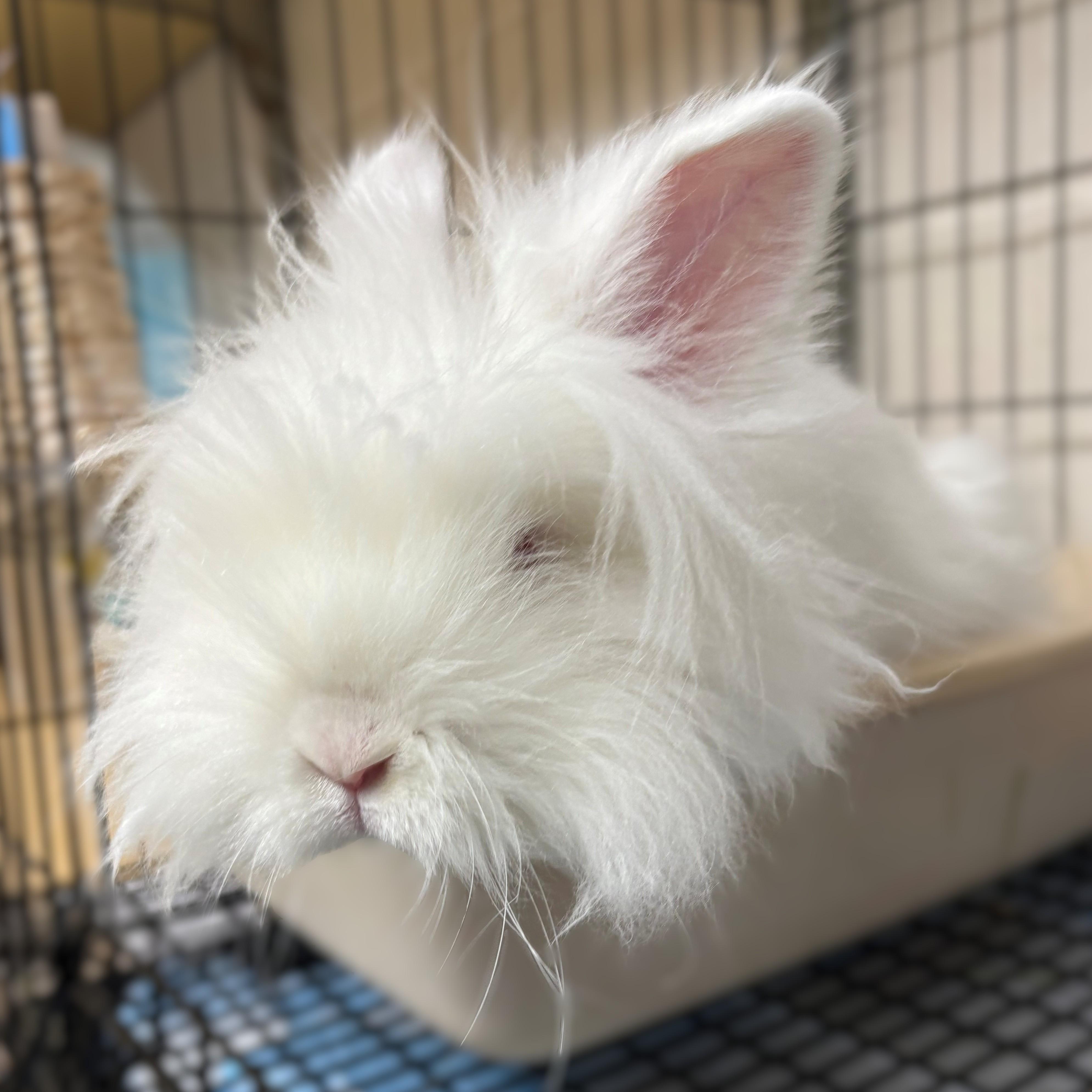 Enlarge Jessie-James- #50350, a ADOPTABLE Netherland Dwarf in Columbia, MD image 3/3