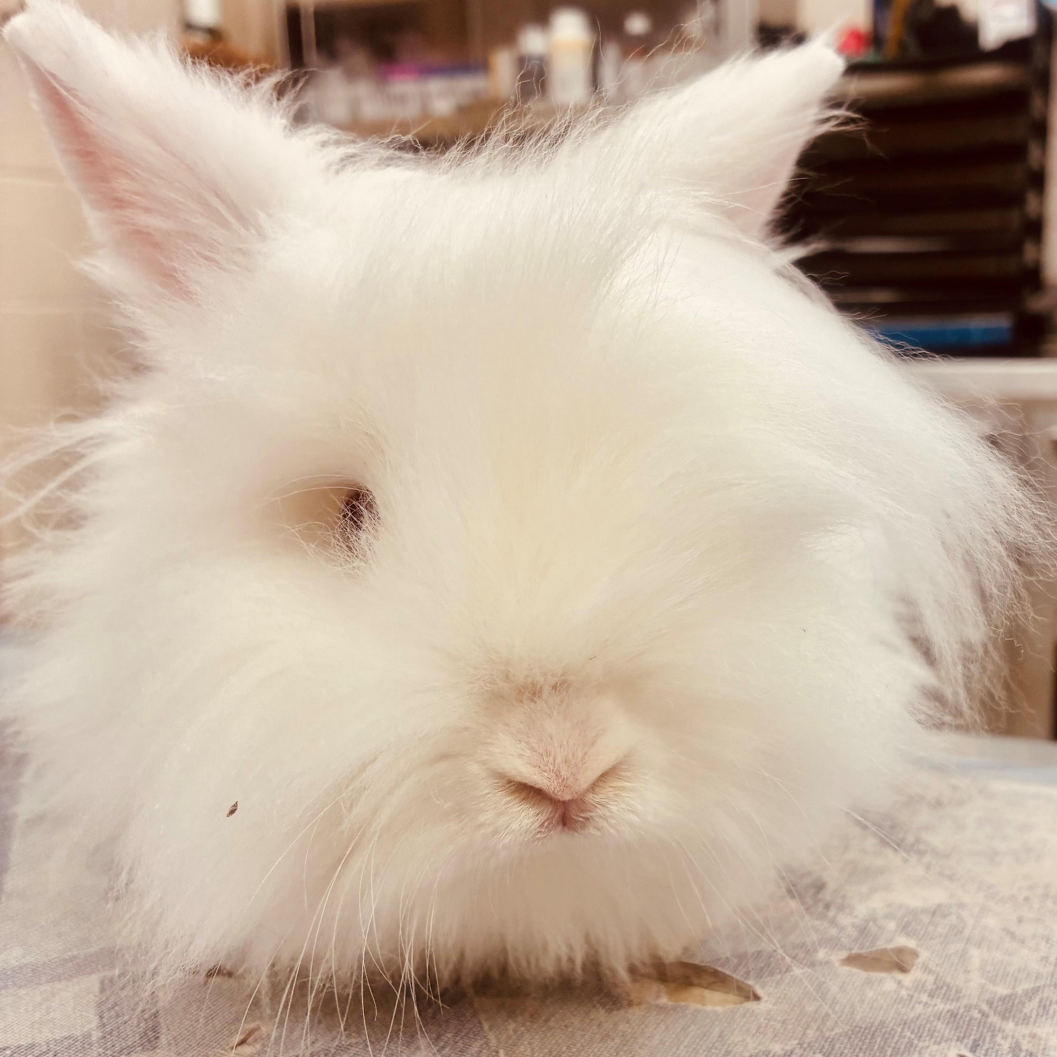 Enlarge Jessie-James- #50350, a ADOPTABLE Netherland Dwarf in Columbia, MD image 6/6