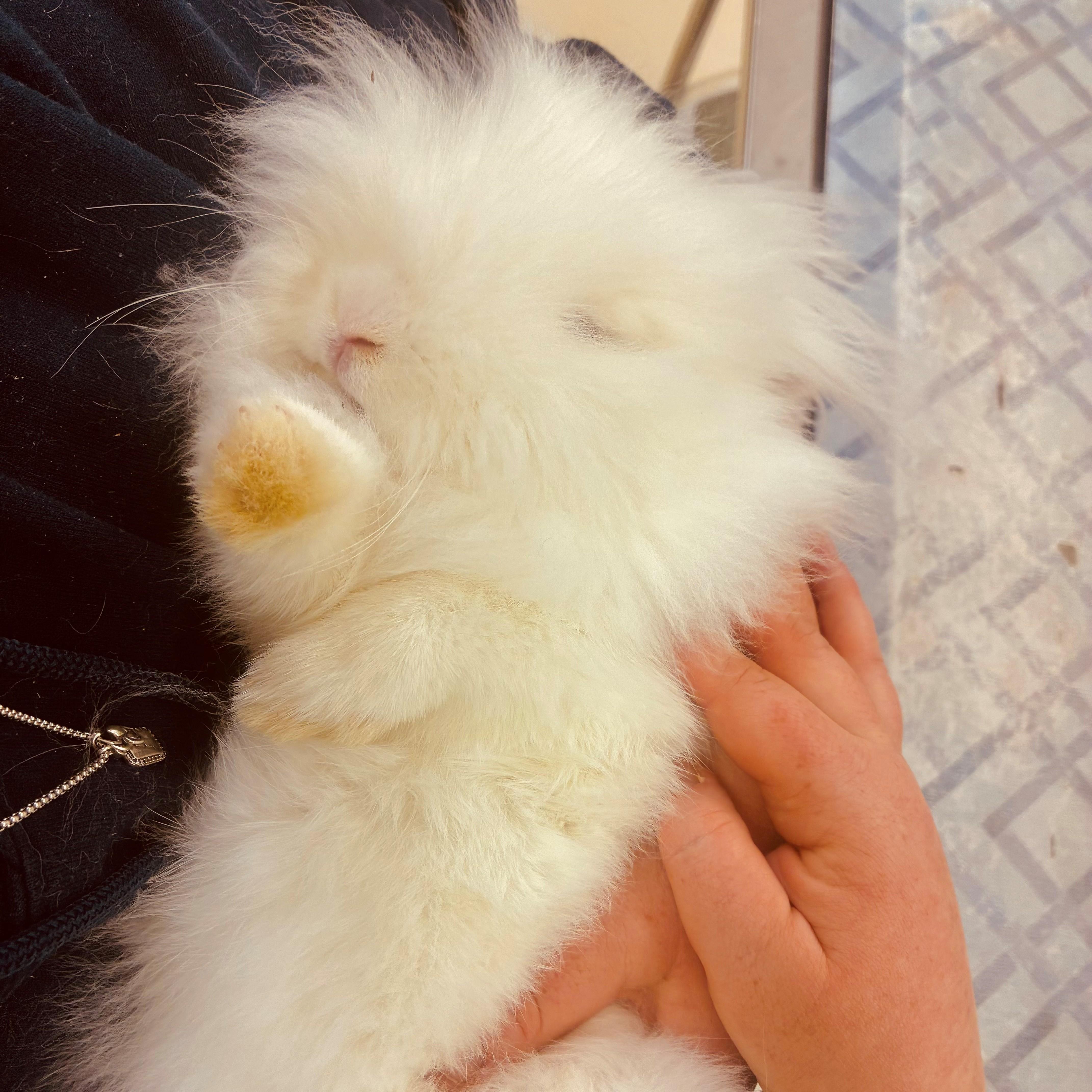 Enlarge Jessie-James- #50350, a ADOPTABLE Netherland Dwarf in Columbia, MD image 3/6