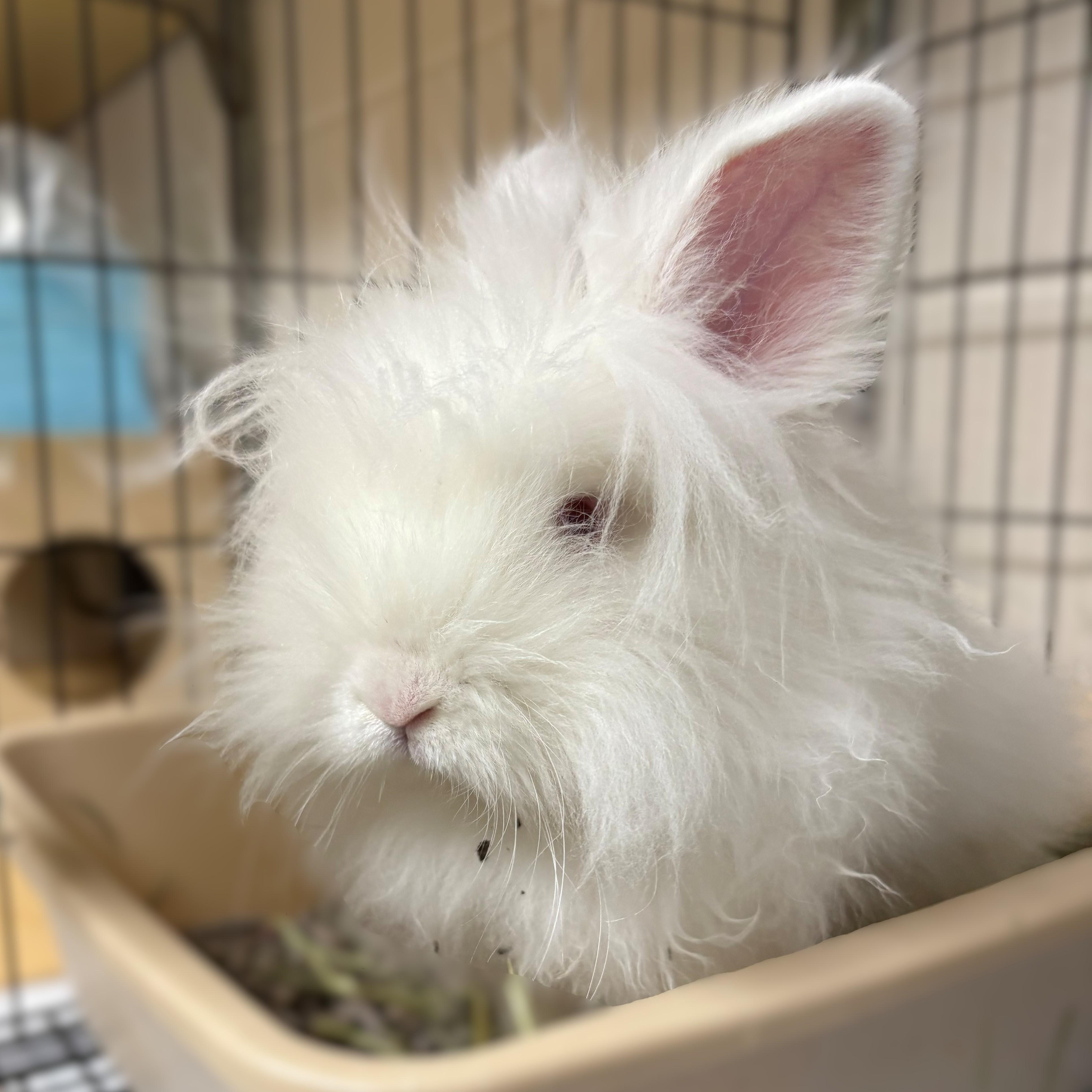 Enlarge Jessie-James- #50350, a ADOPTABLE Netherland Dwarf in Columbia, MD image 2/3