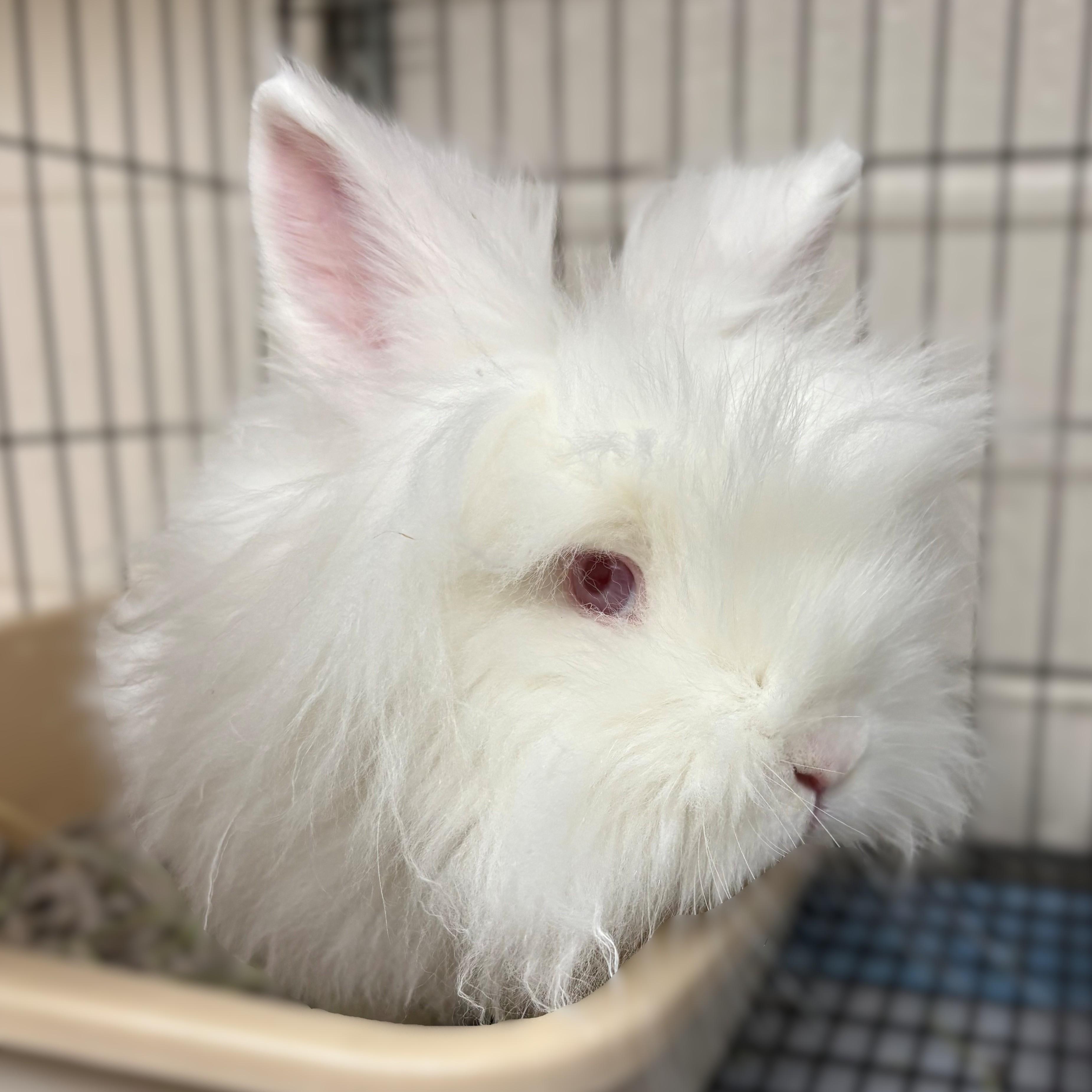 Jessie-James- #50350, ADOPTABLE, Young Male Netherland Dwarf.