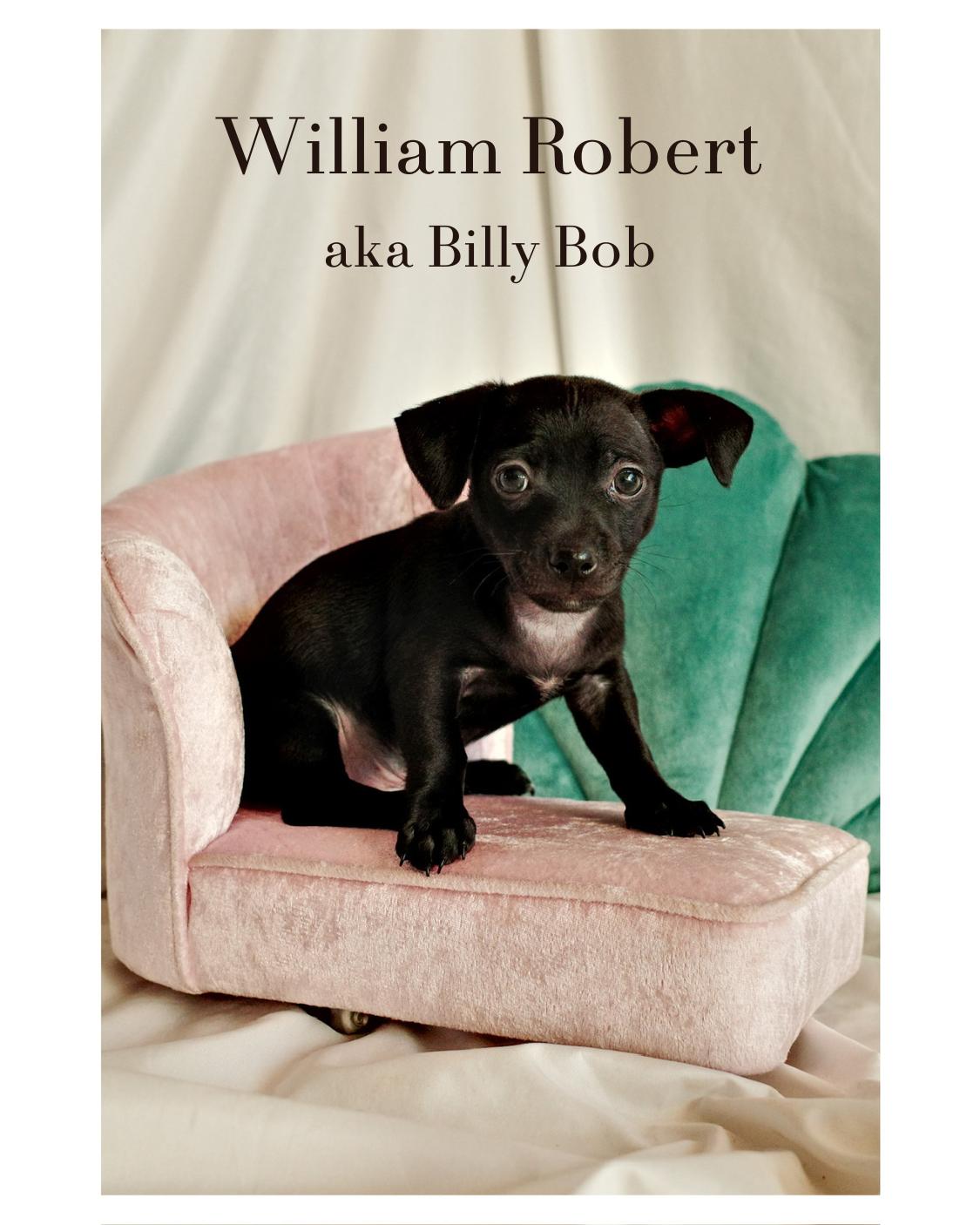 William Robert (Billy Bob), a Adoptable mixed breed in Palm desert, CA image 3/3