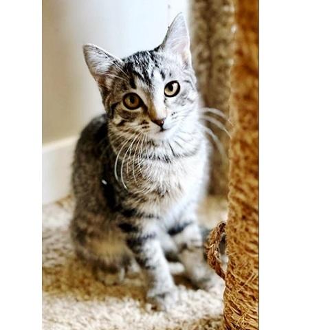 Toffee, a Adoptable Tabby in Salt Lake City, UT image 1/2
