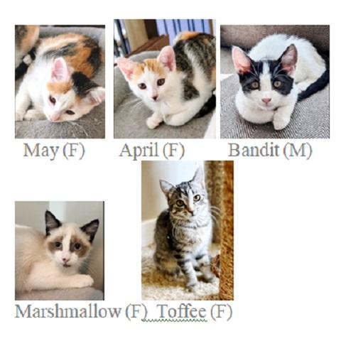 Toffee, a Adoptable Tabby in Salt Lake City, UT image 2/2