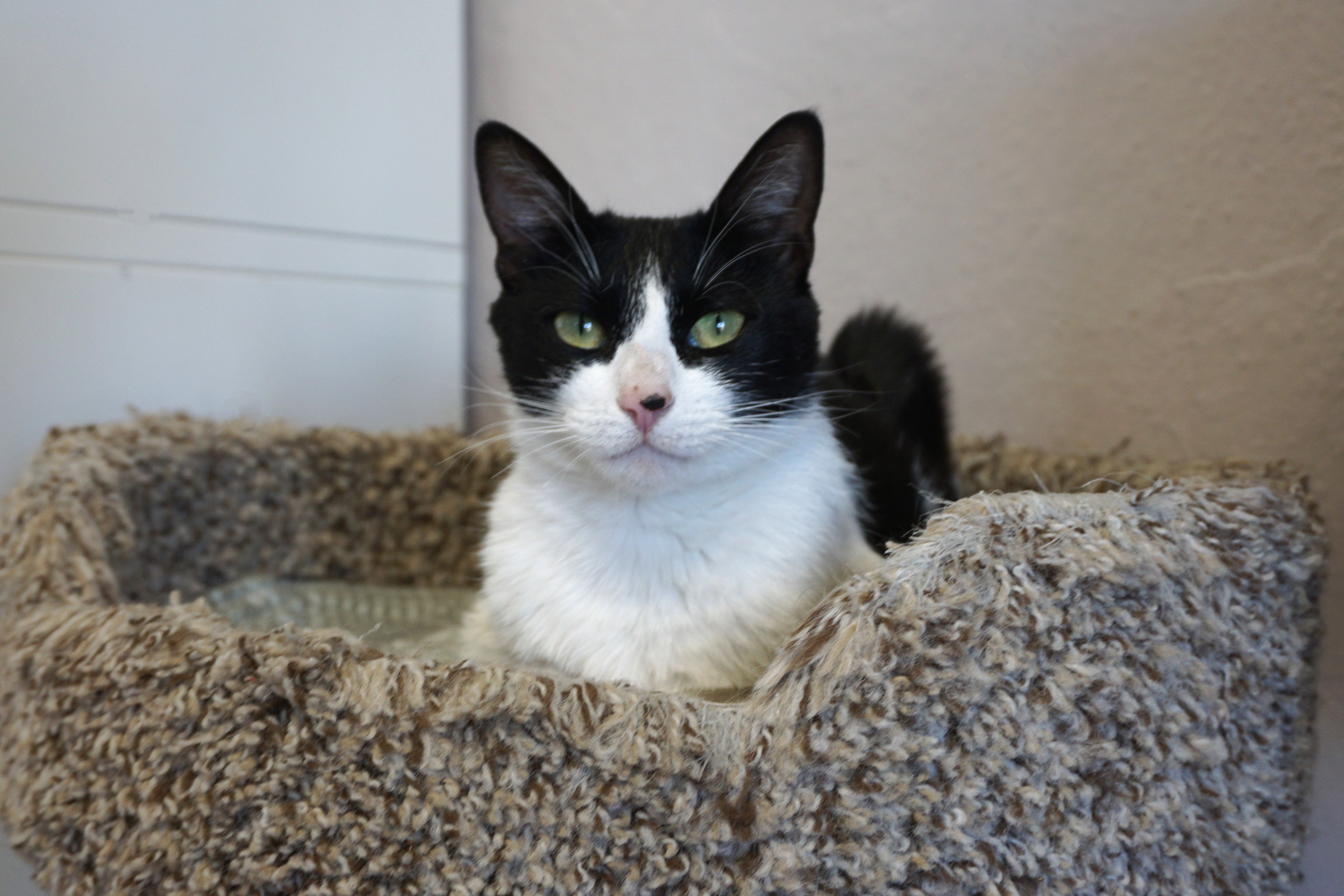 Sola, an adoptable Domestic Medium Hair in Fountain Hills, AZ, 85268 | Photo Image 3