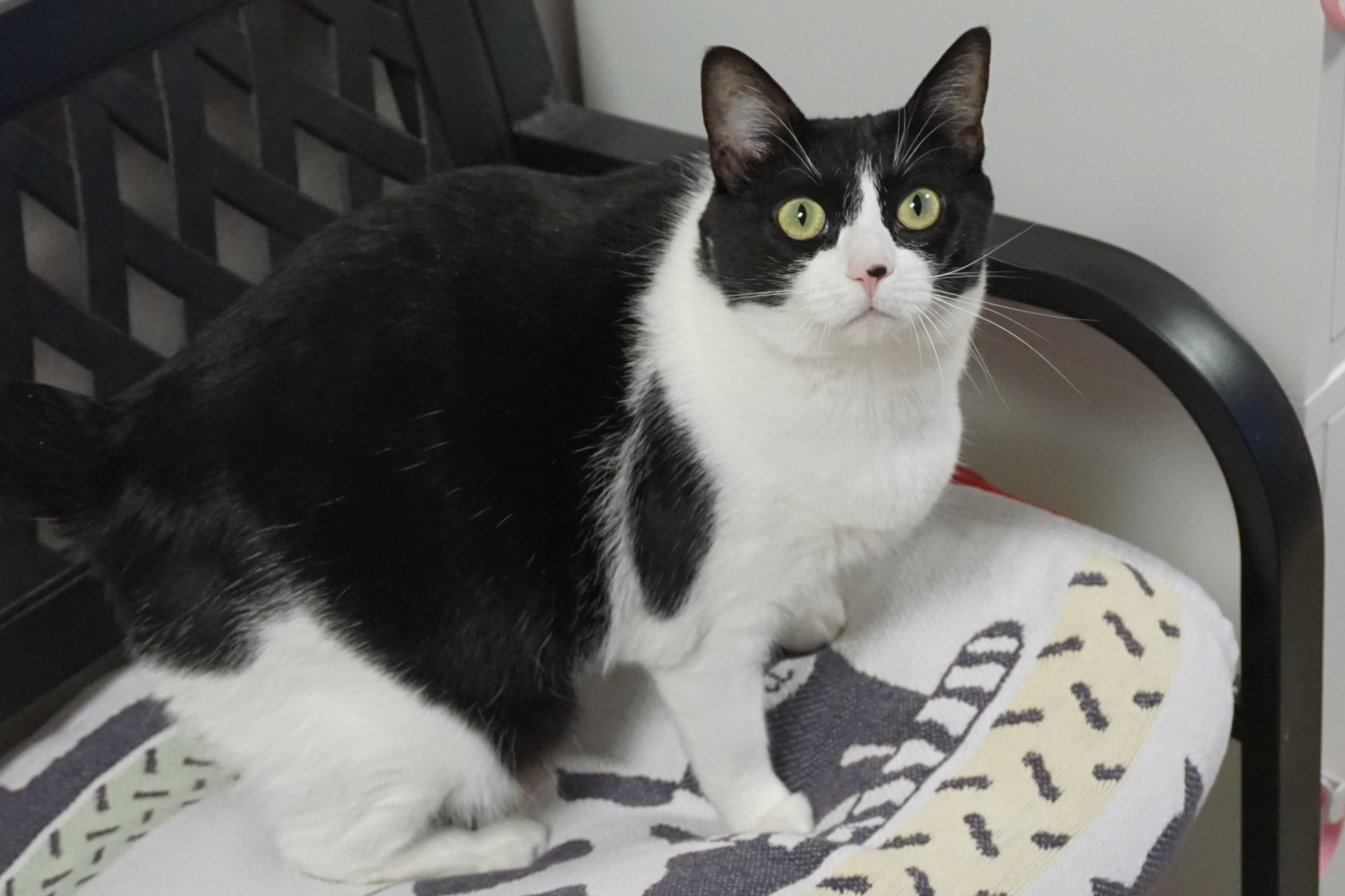 Sola, an adoptable Domestic Medium Hair in Fountain Hills, AZ, 85268 | Photo Image 1