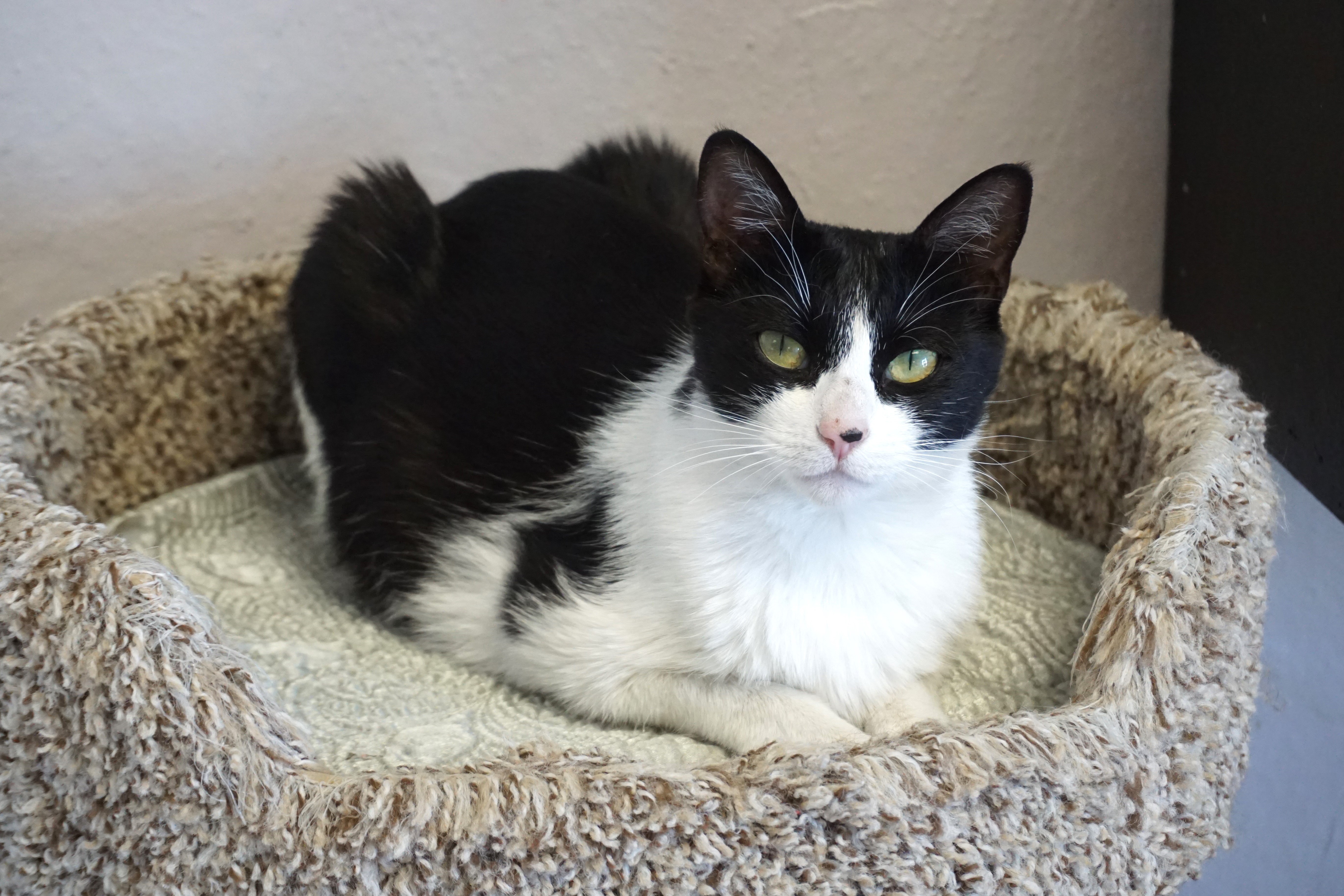 Sola, an adoptable Domestic Medium Hair in Fountain Hills, AZ, 85268 | Photo Image 2